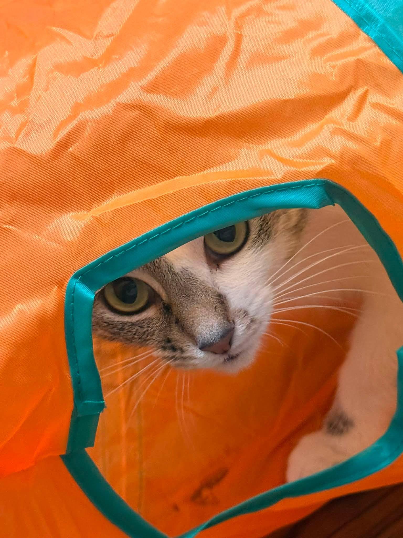 Enlarge Leona, a ADOPTABLE Domestic Short Hair in Indianapolis, IN image 5/5