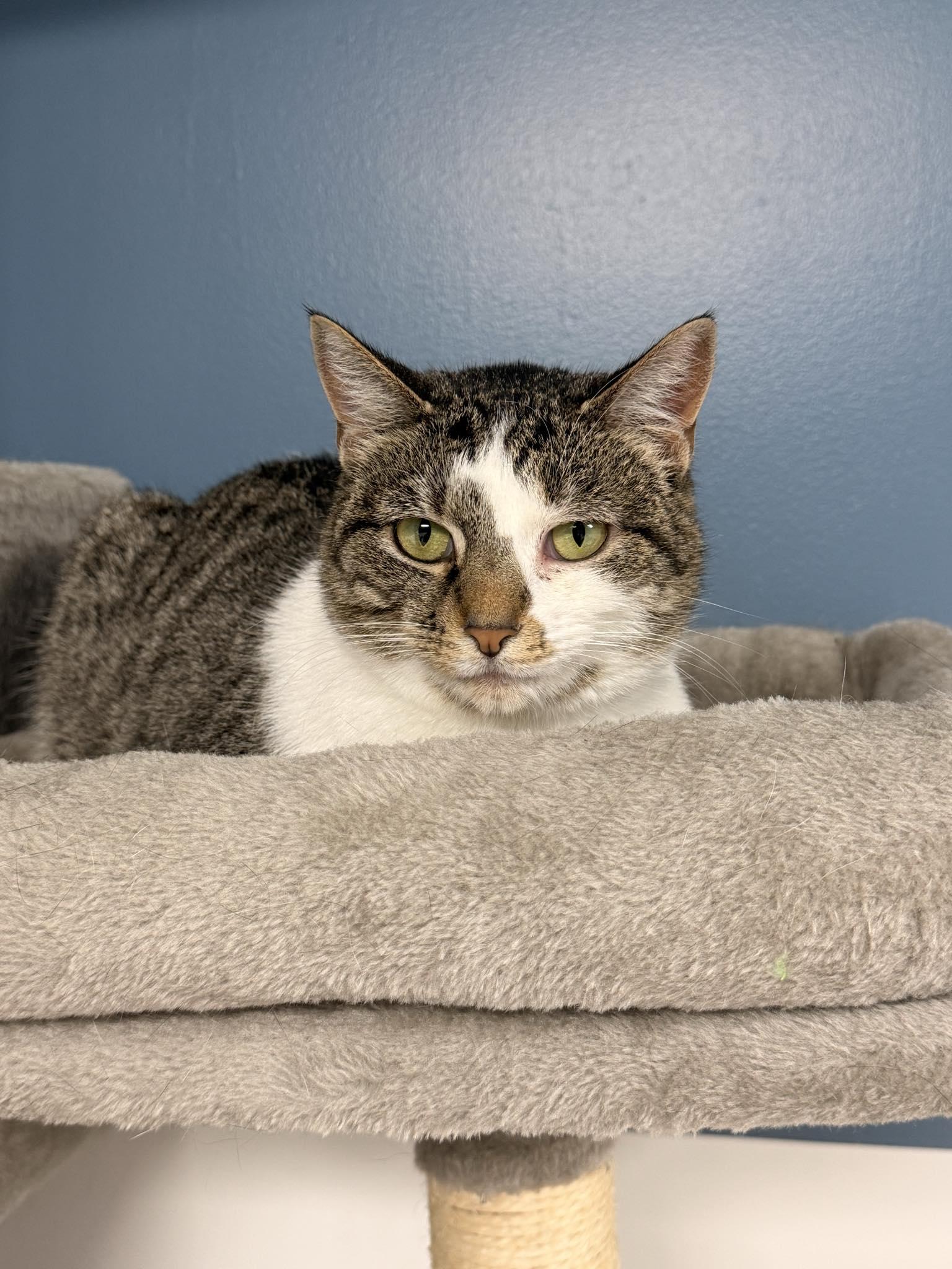 Leona, ADOPTABLE, Young Female Domestic Short Hair.