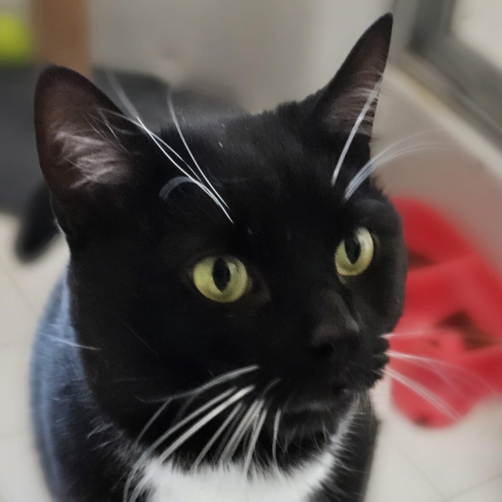 Oreo, a ADOPTABLE mixed breed in Baltimore, MD image 3/5