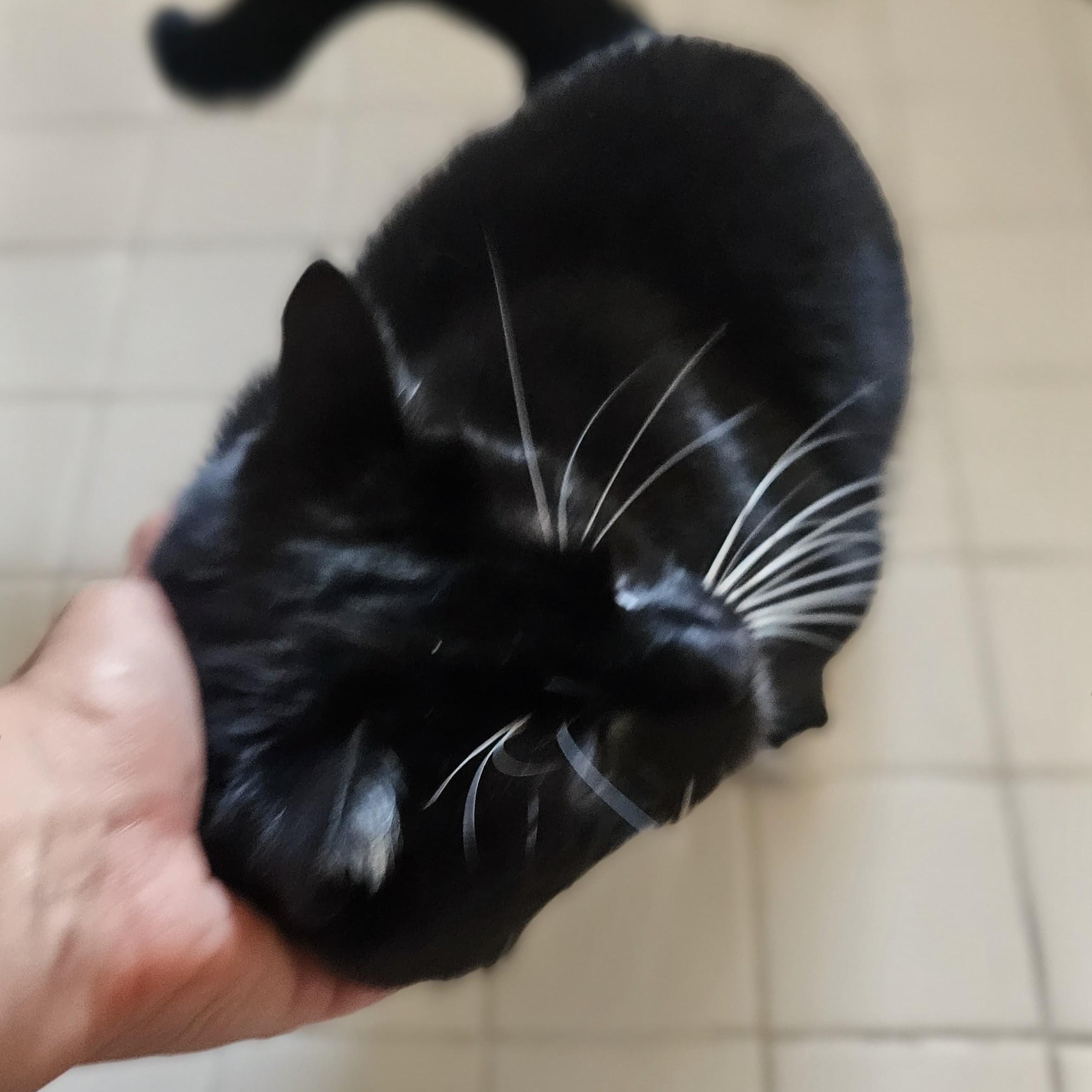 Oreo, a ADOPTABLE mixed breed in Baltimore, MD image 5/5