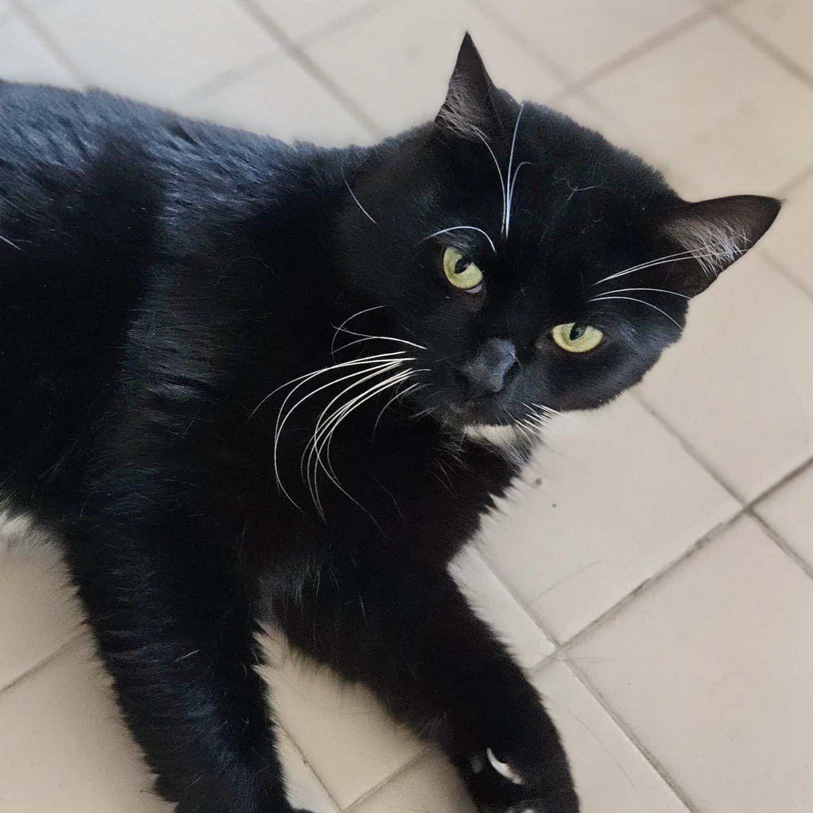 Oreo, a ADOPTABLE mixed breed in Baltimore, MD image 2/5