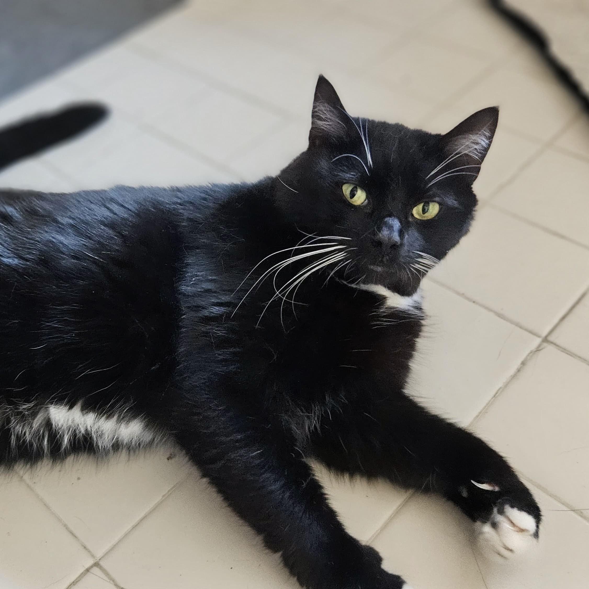 Oreo, a ADOPTABLE mixed breed in Baltimore, MD image 4/5