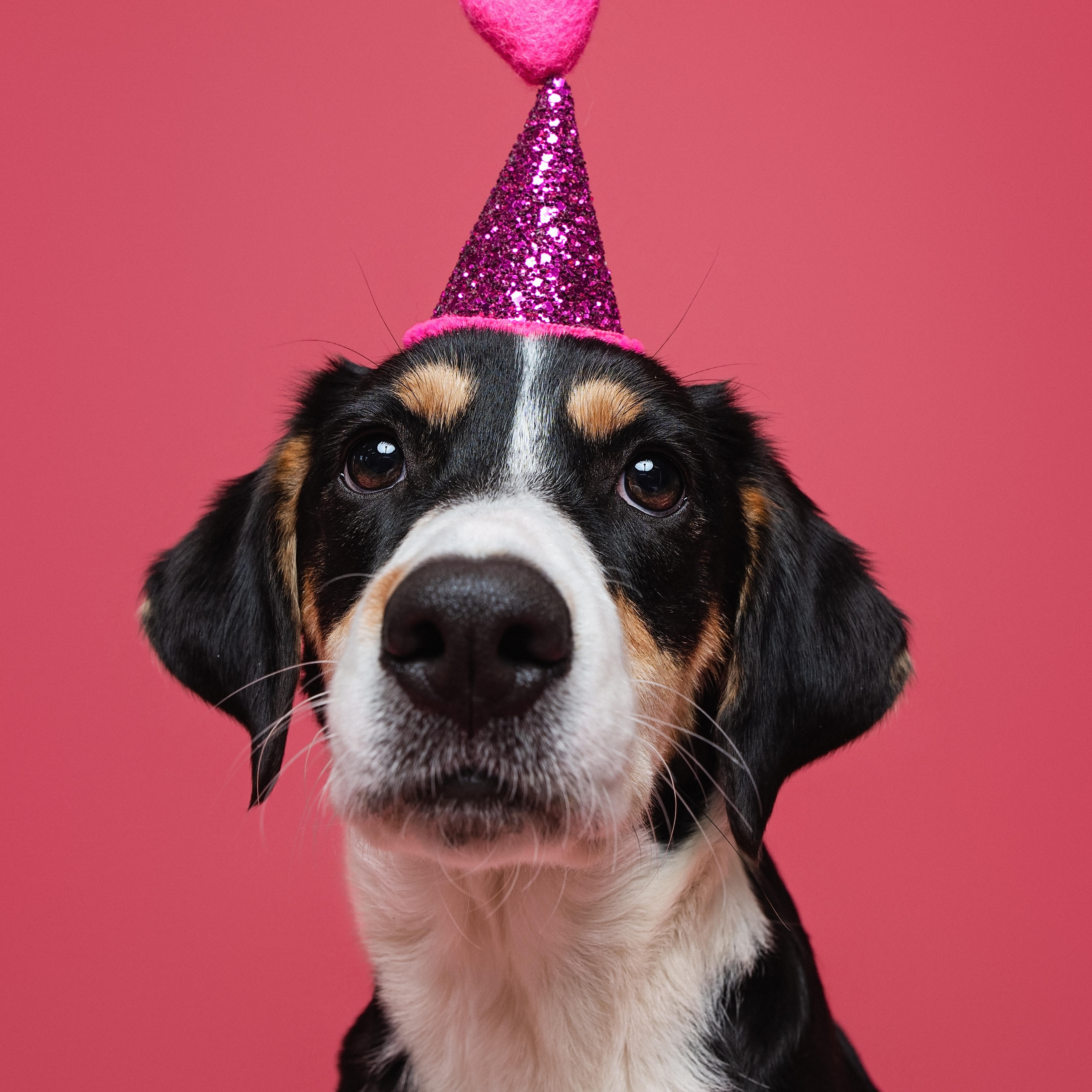 Enlarge Lucy fka Indigo, a ADOPTABLE mixed breed in Houston, TX image 3/6