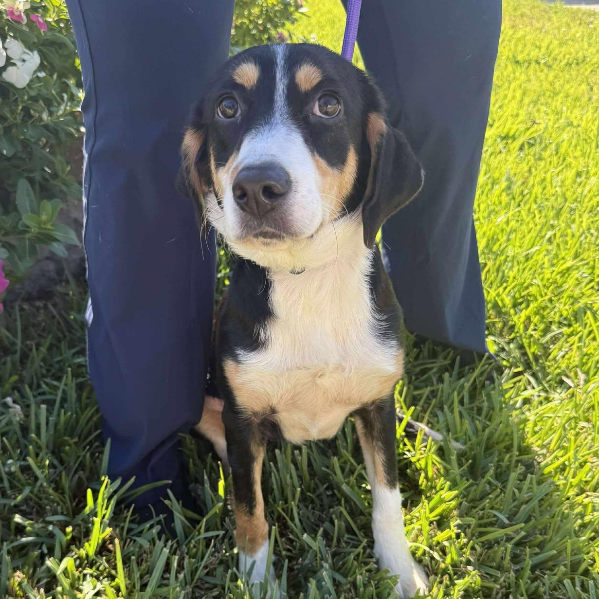 Enlarge Lucy fka Indigo, a ADOPTABLE mixed breed in Albany, NY image 3/6