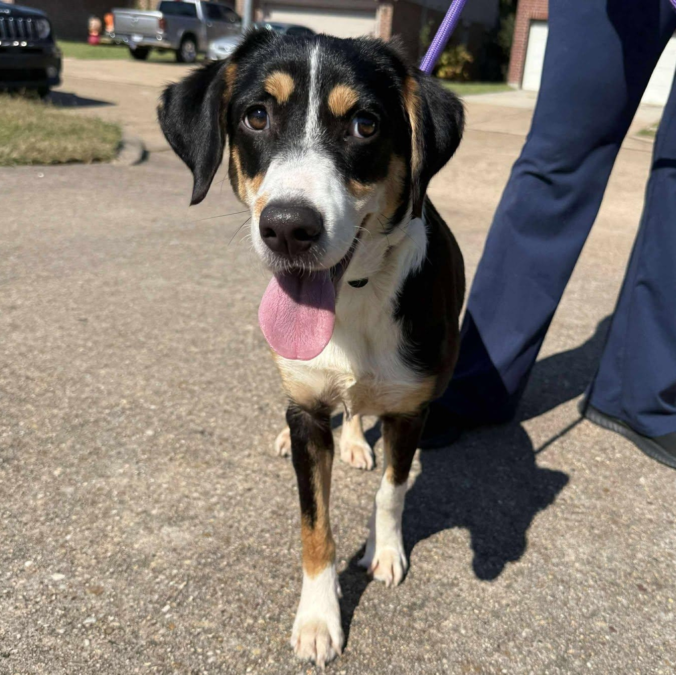 Enlarge Lucy fka Indigo, a ADOPTABLE mixed breed in Albany, NY image 2/6