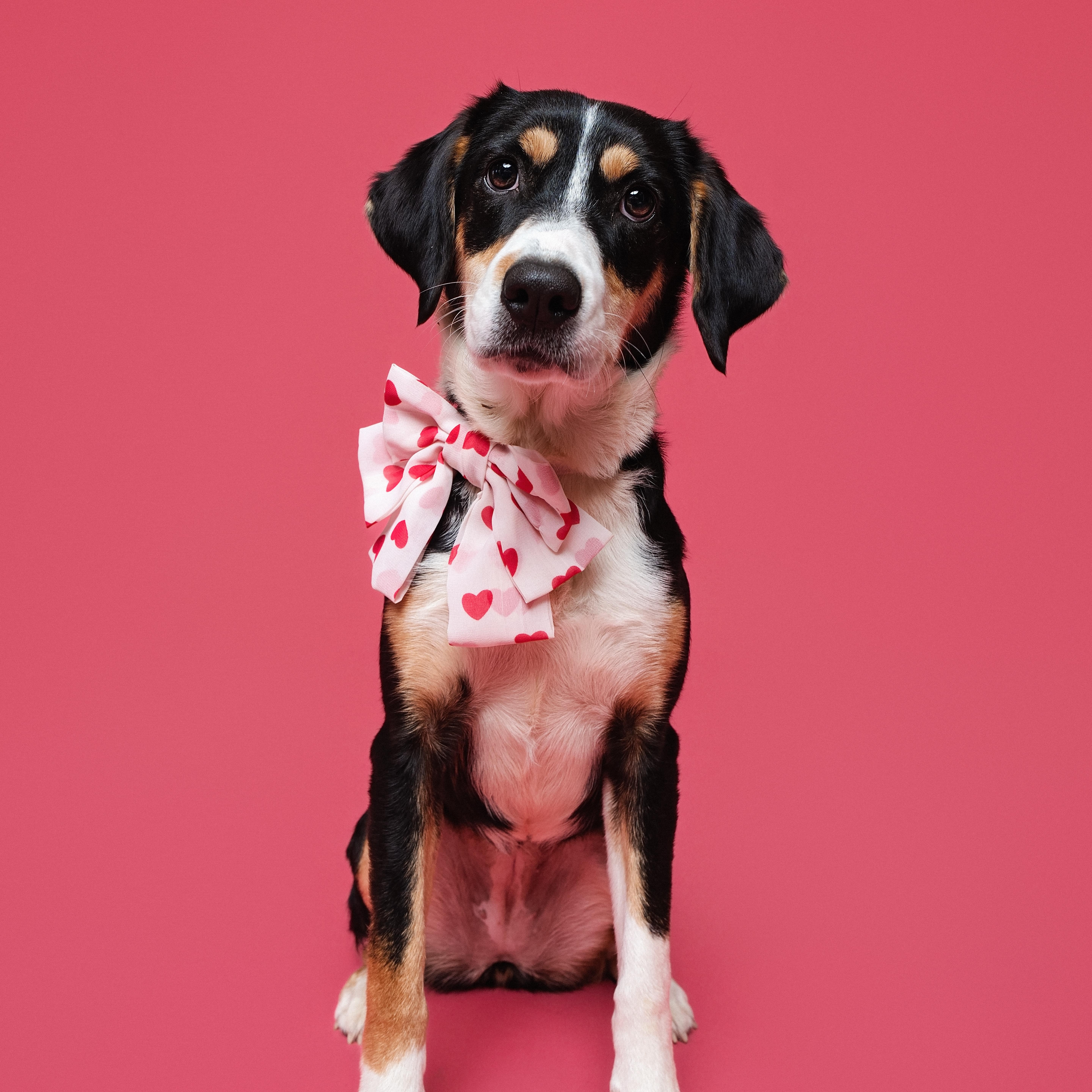 Enlarge Lucy fka Indigo, a ADOPTABLE mixed breed in Houston, TX image 1/6