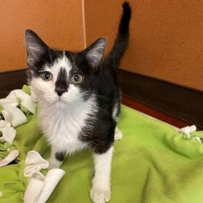 Enlarge Arrow, an adopted Domestic Short Hair in Rochester, MN image 1/1