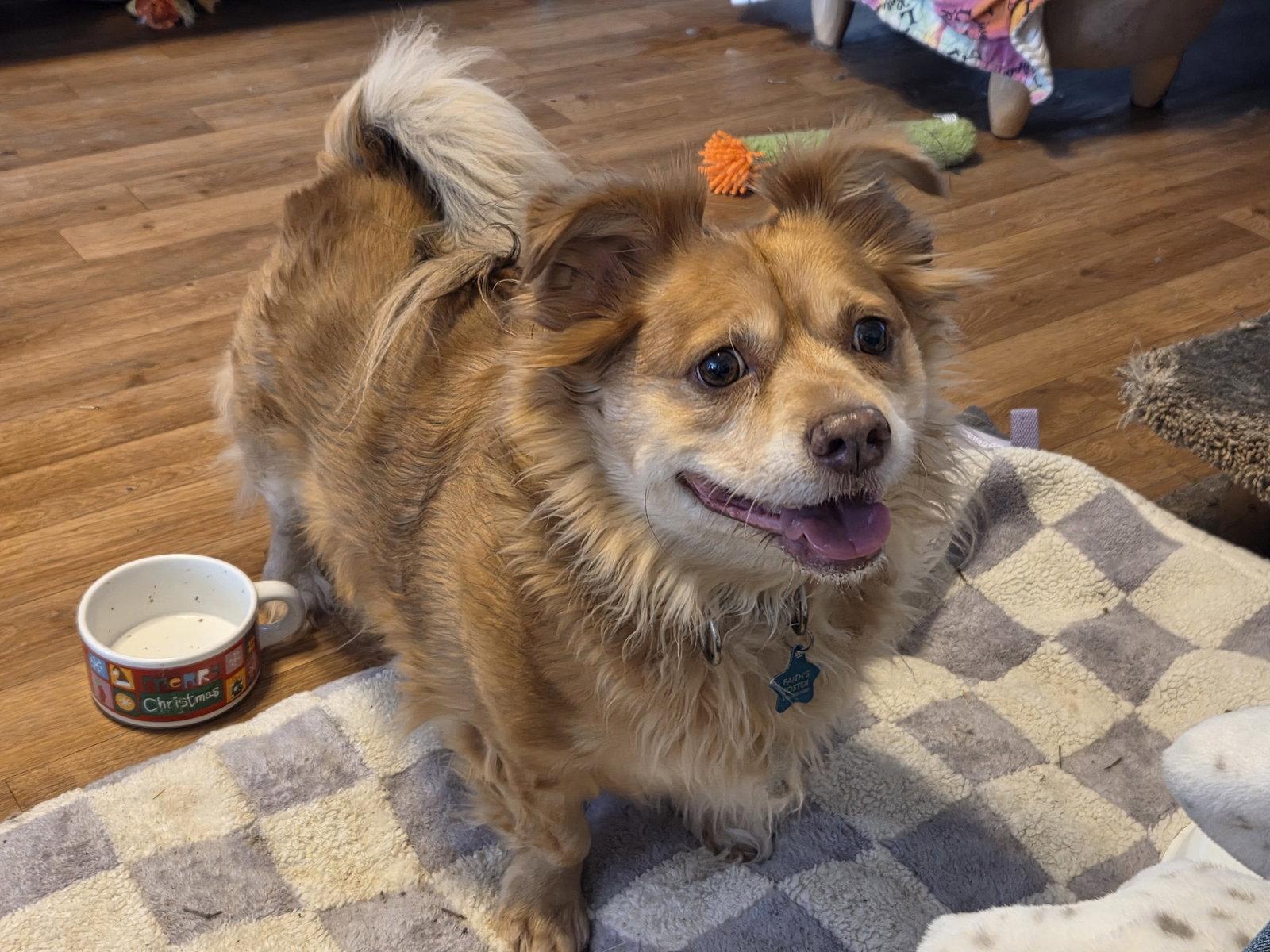 Otis, Adopted, Adult Male Corgi & Chihuahua.