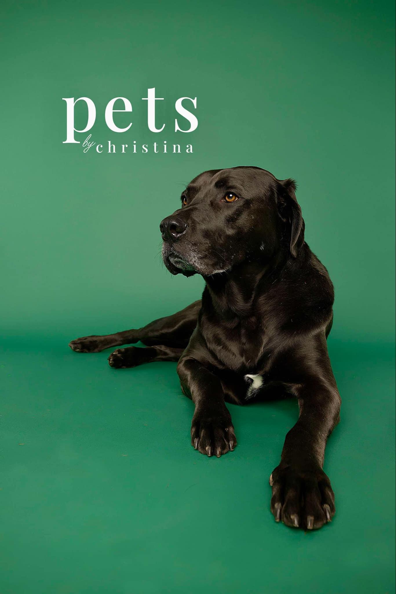 Enlarge Eggie, a Adoptable mixed breed in O'Fallon, MO image 4/6