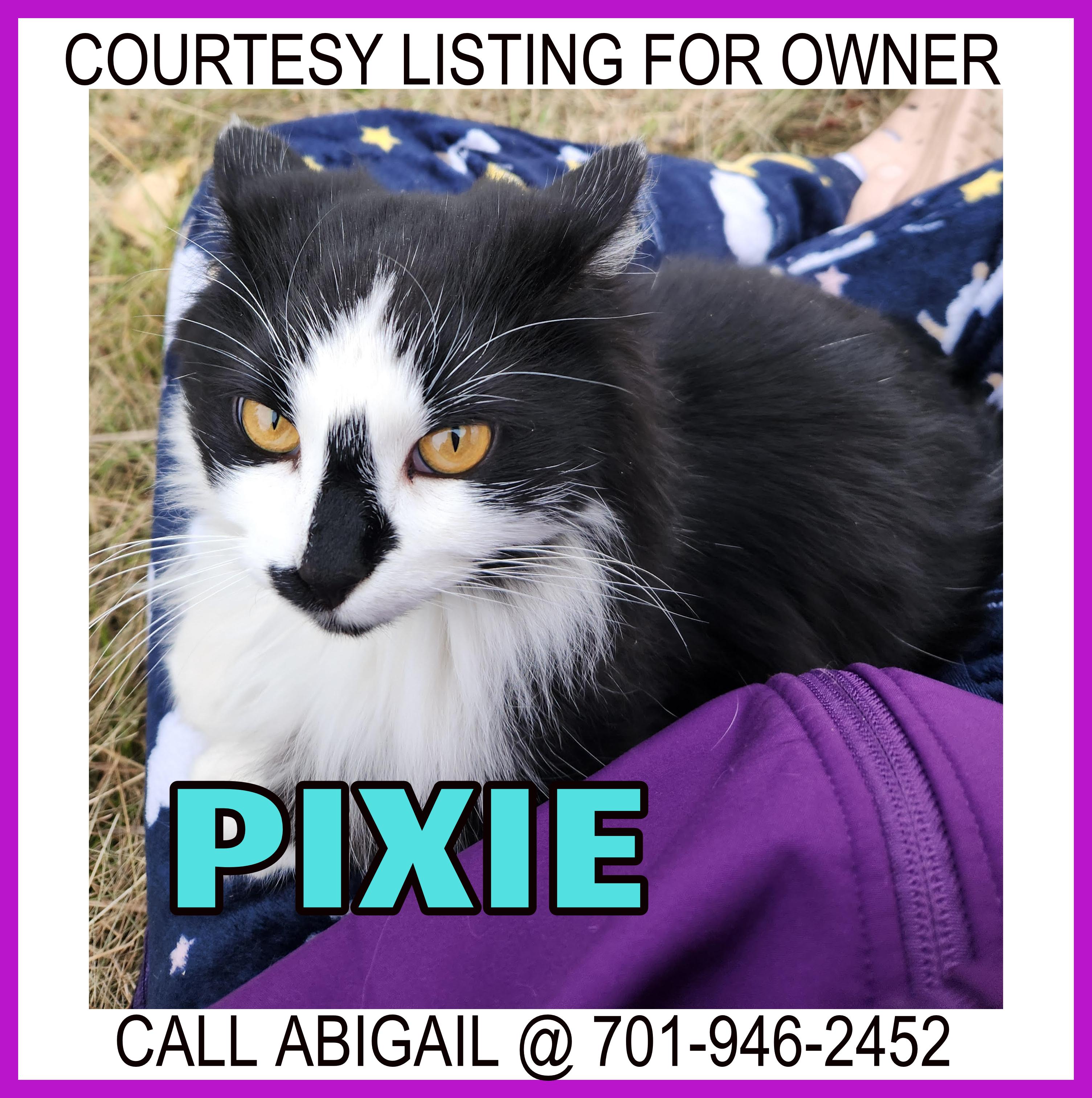 Pixie - COURTESY LISTING FOR OWNER, ADOPTABLE, Adult Female Domestic Short Hair.