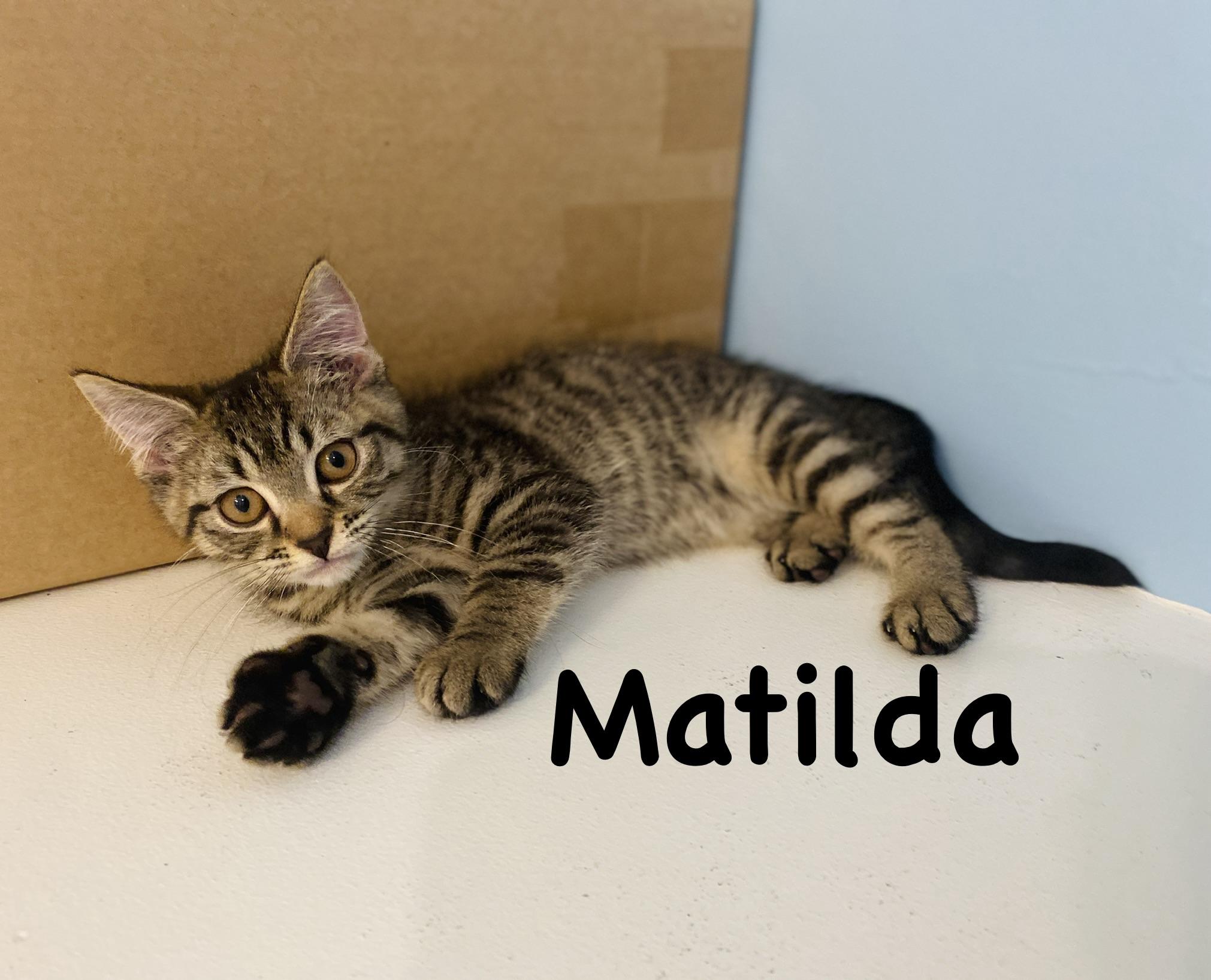 Matilda, Adoptable, Kitten Female Domestic Short Hair.