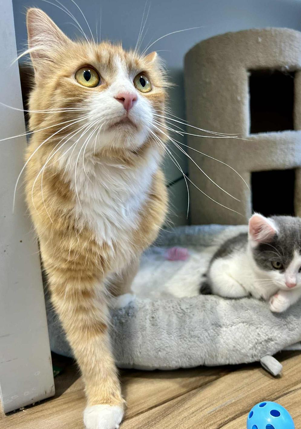 Patty, an adoptable Domestic Medium Hair in Courtenay, BC, V9N 7T4 | Photo Image 1