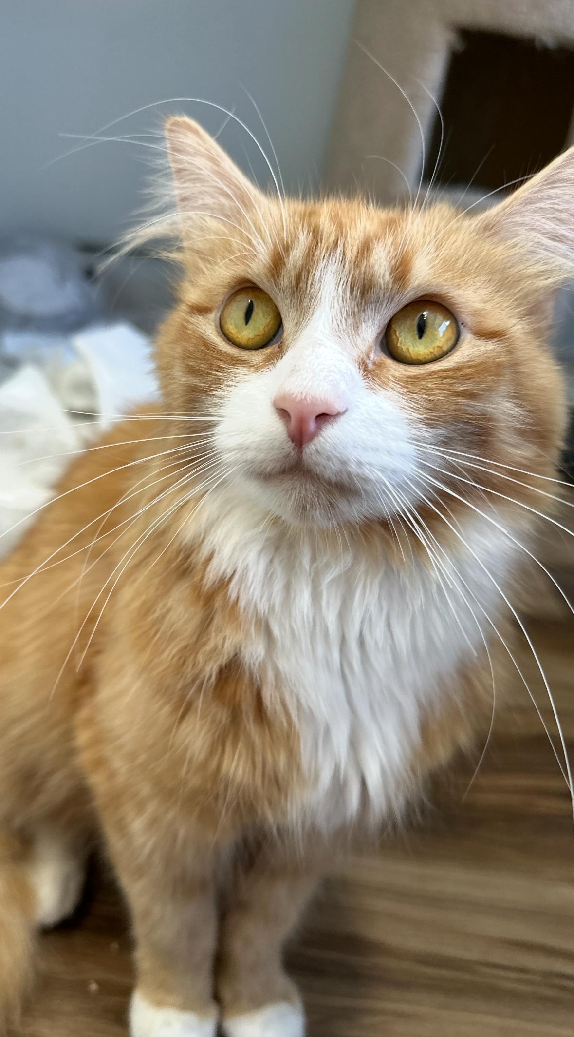 Patty, an adoptable Domestic Medium Hair in Courtenay, BC, V9N 7T4 | Photo Image 3