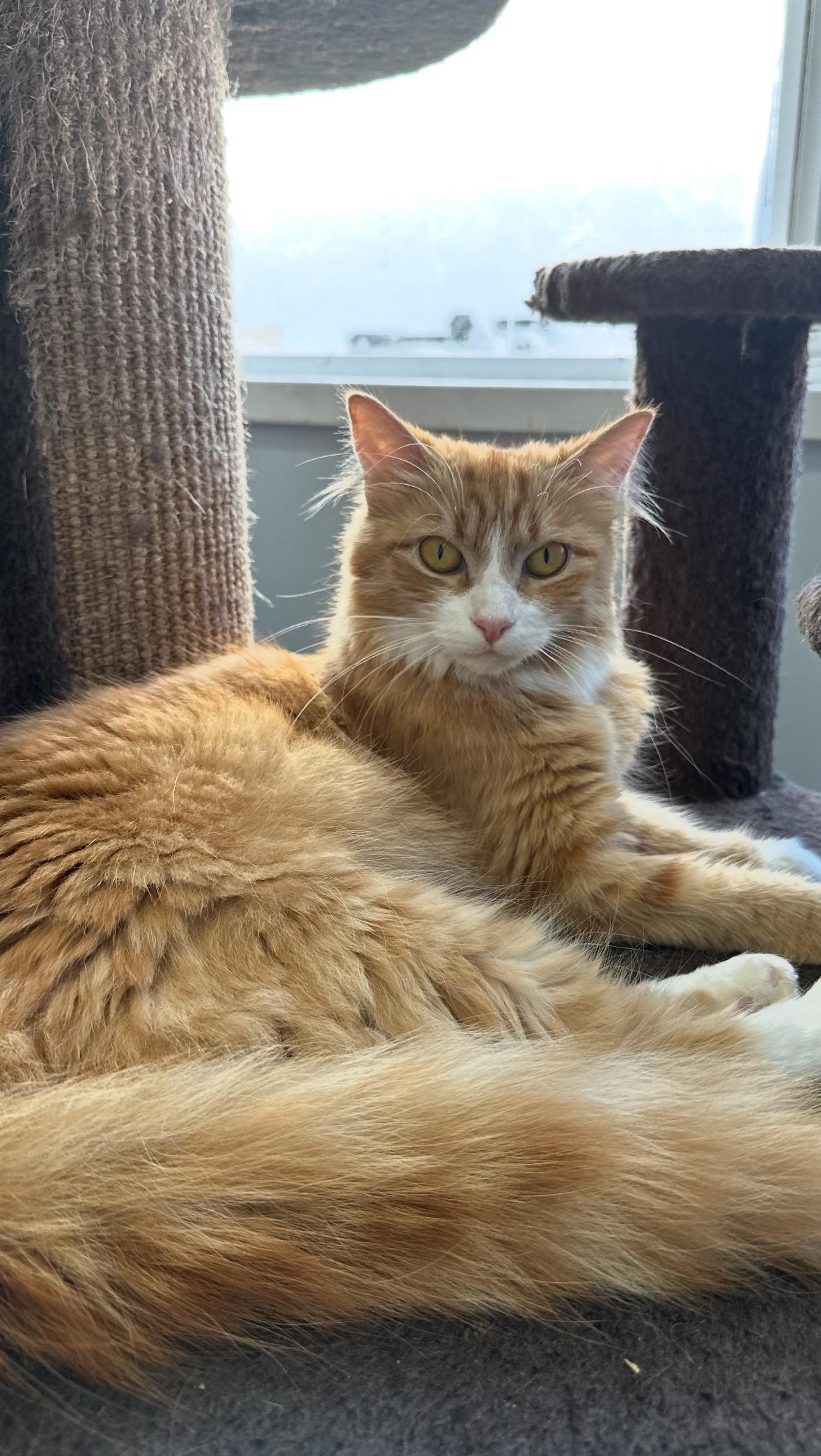 Patty, an adoptable Domestic Medium Hair in Courtenay, BC, V9N 7T4 | Photo Image 2