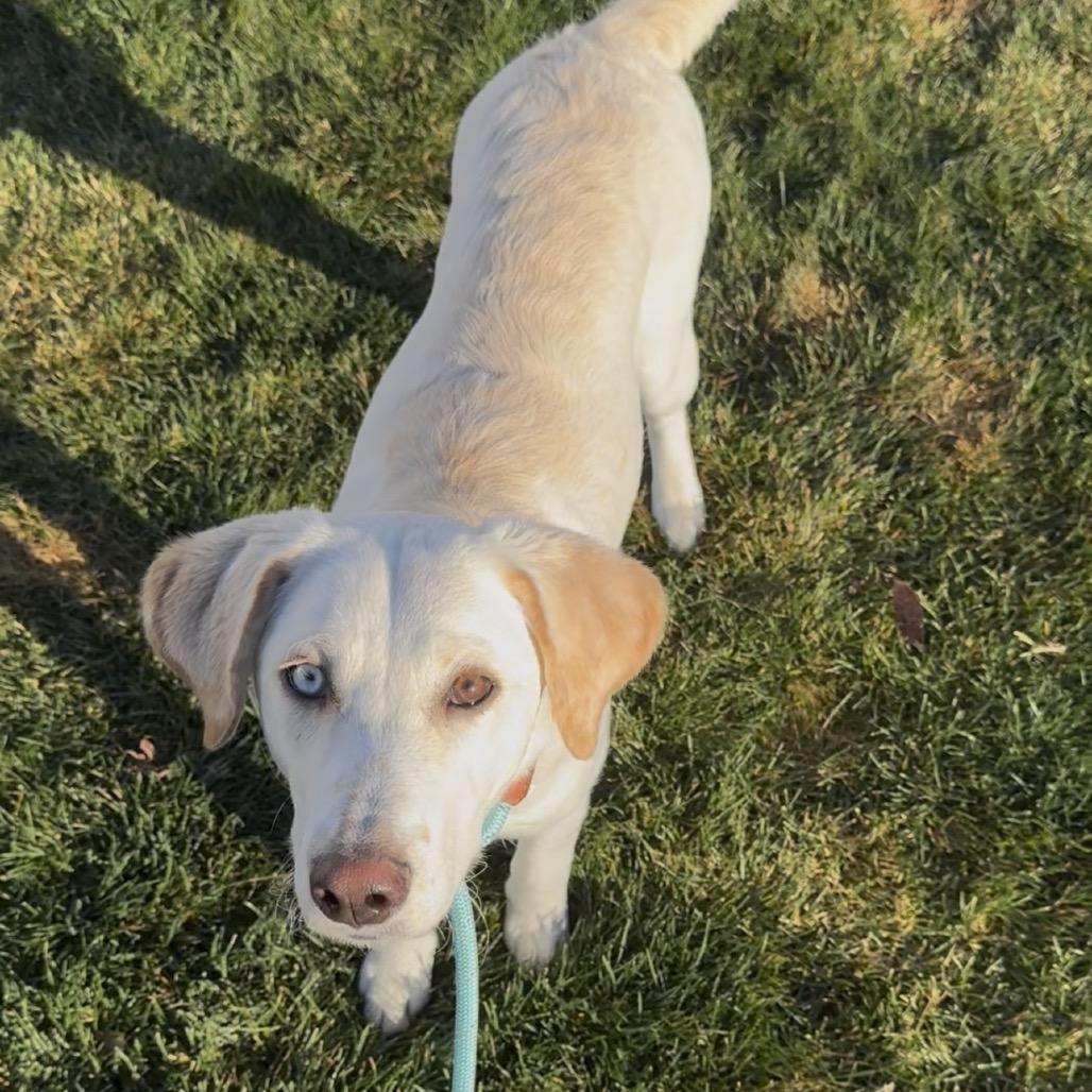 Sunny, Adoptable, Young Female Chesapeake Bay Retriever & Border Collie.