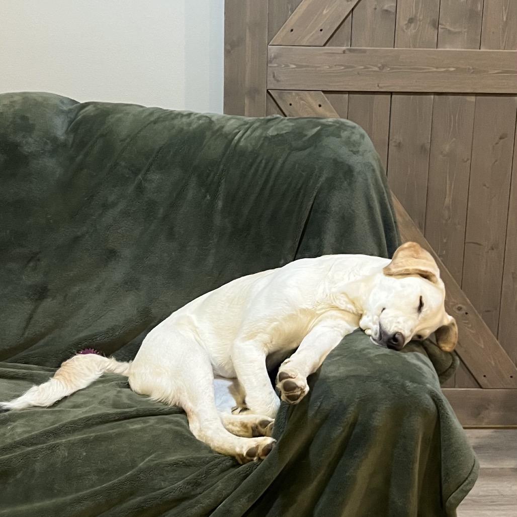 Sunny, a Adoptable mixed breed in Cashmere, WA image 1/3