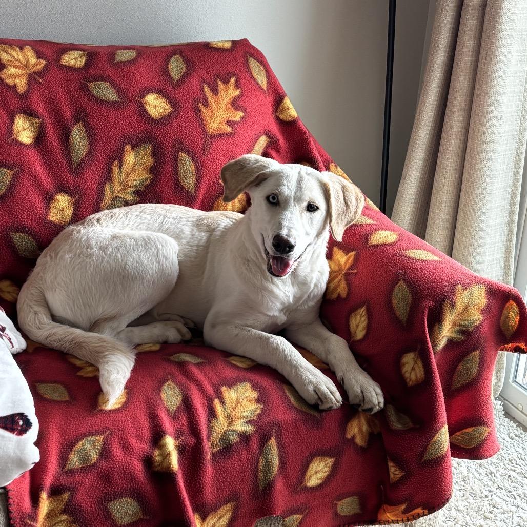 Sunny, a Adoptable mixed breed in Cashmere, WA image 2/3