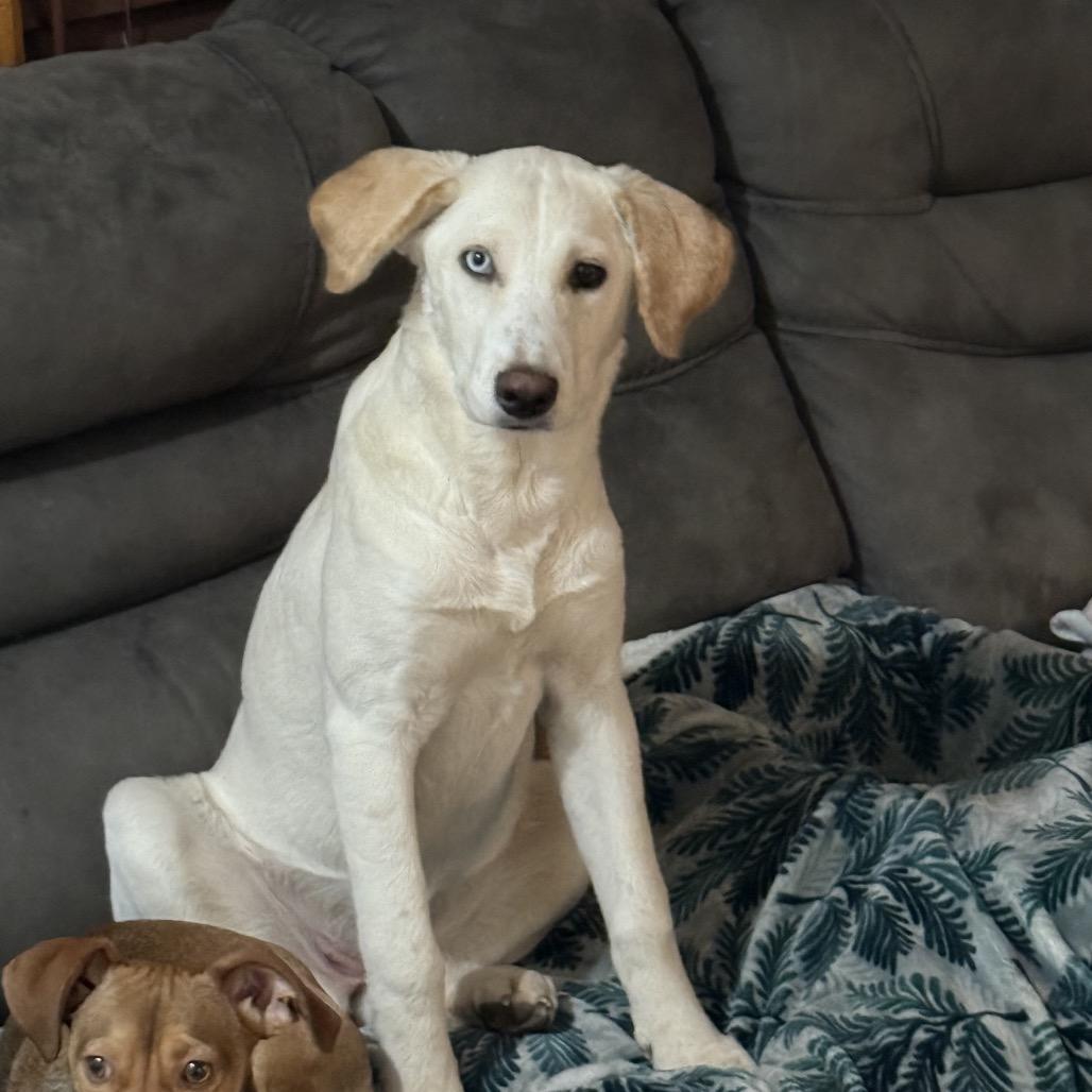 Sunny, a Adoptable mixed breed in Cashmere, WA image 3/3