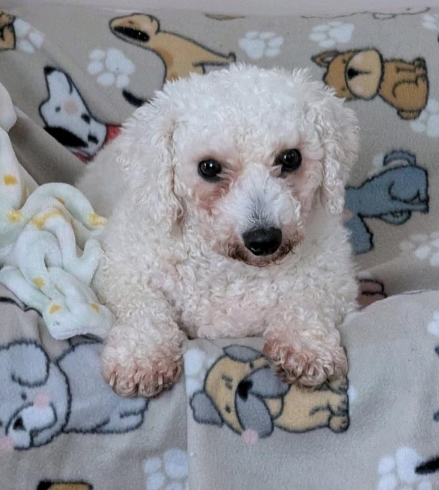 Ari Winter-Bichon Frise, ADOPTABLE, Adult Female Bichon Frise.