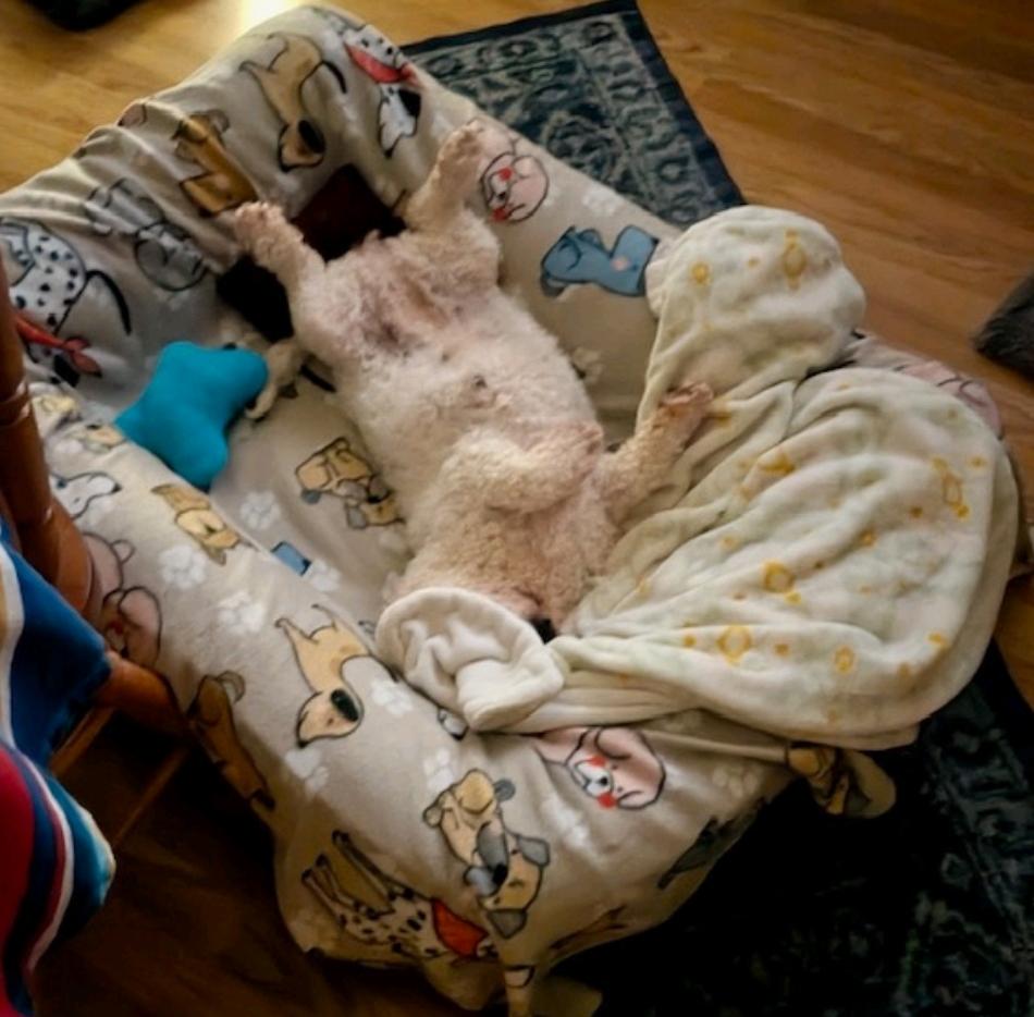 Ari Winter-Bichon Frise, a ADOPTABLE Bichon Frise in Hamburg, NY image 3/6