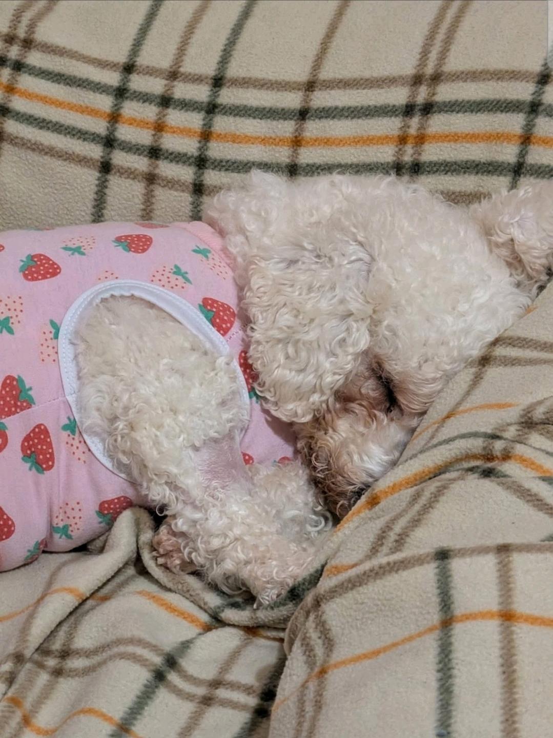 Ari Winter-Bichon Frise, a ADOPTABLE Bichon Frise in Hamburg, NY image 5/6