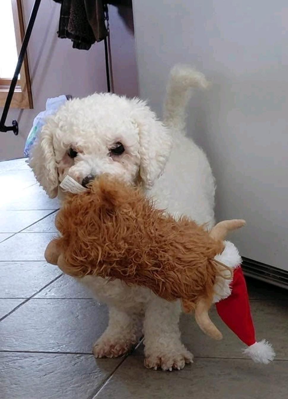 Enlarge Ari Winter-Bichon Frise, an adopted Bichon Frise in Hamburg, NY image 1/6