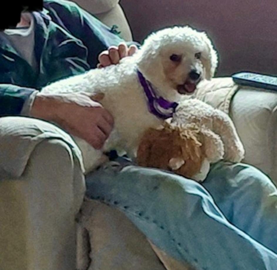 Ari Winter-Bichon Frise, a ADOPTABLE Bichon Frise in Hamburg, NY image 6/6