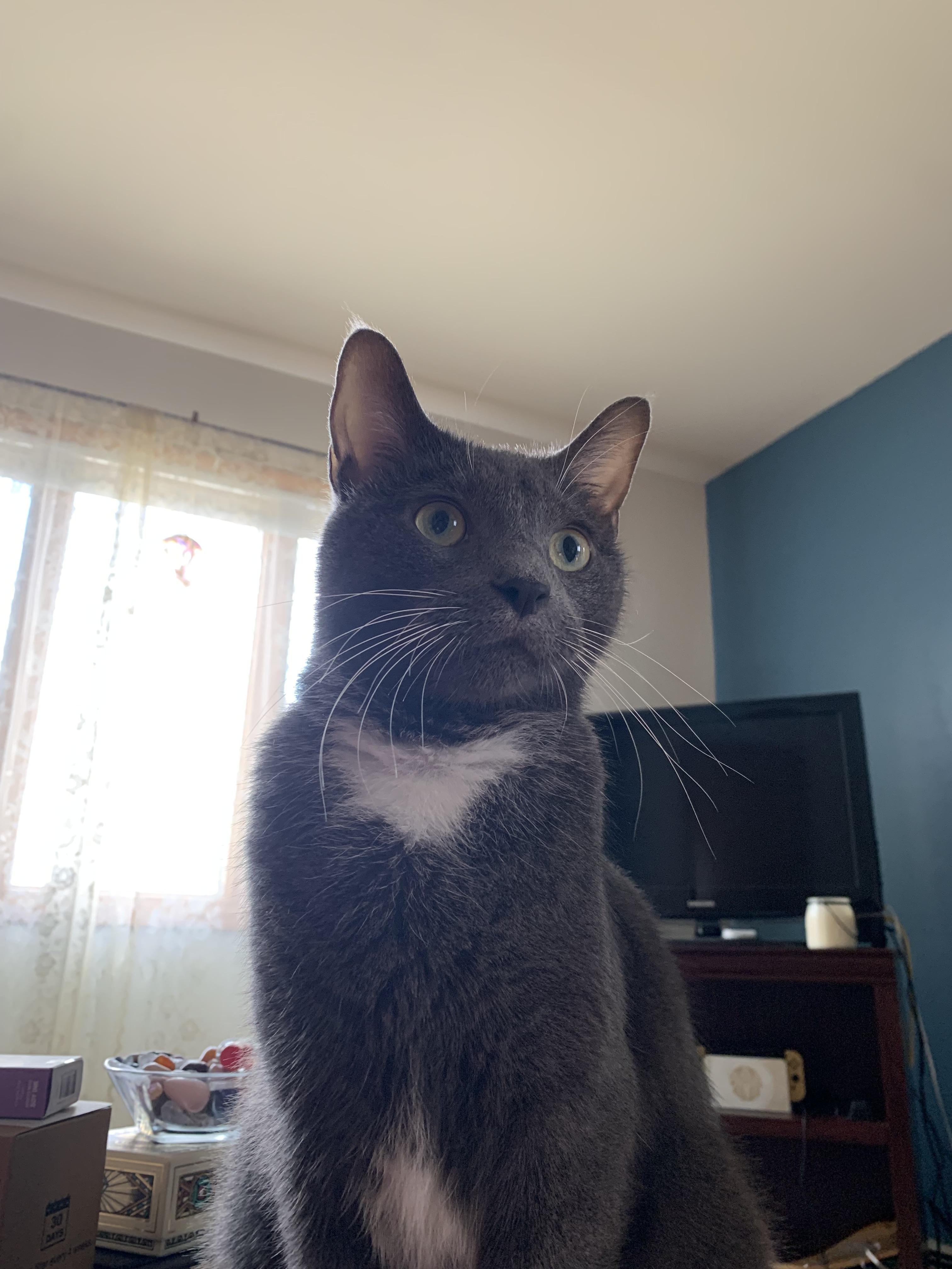 Enlarge Gochuchang, a Adoptable mixed breed in Brooklyn, NY image 1/4