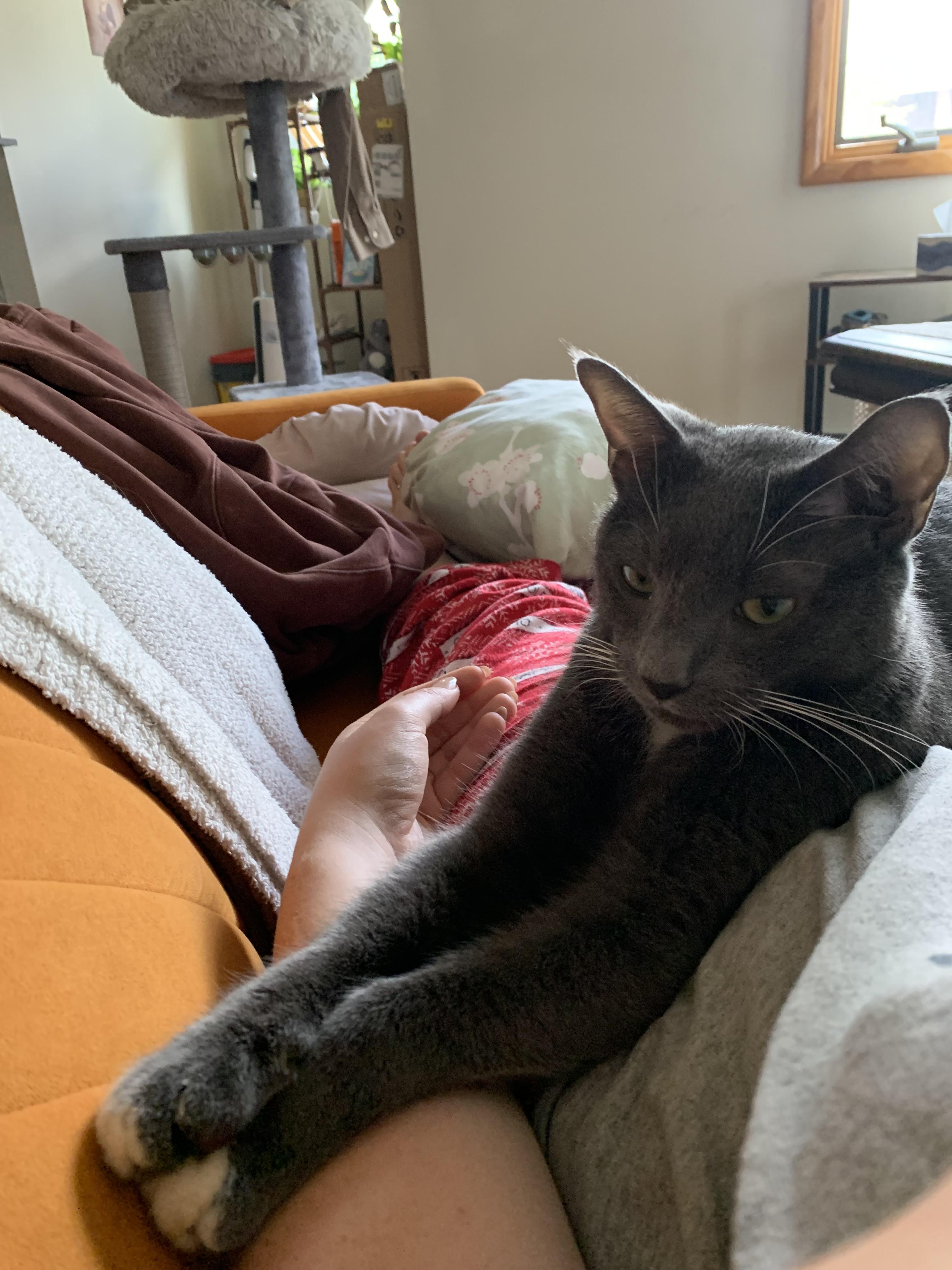 Enlarge Gochuchang, a Adoptable mixed breed in Brooklyn, NY image 4/4