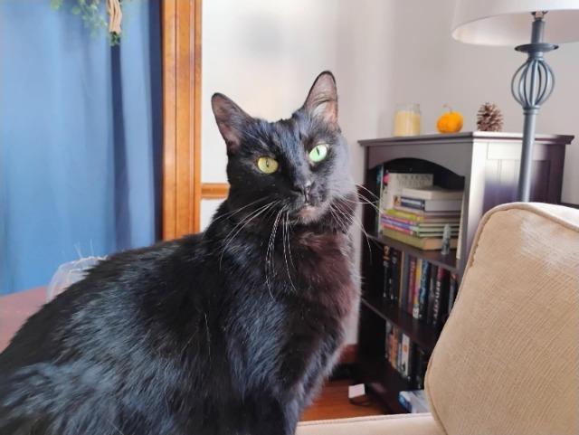 Starbursts, Adoptable, Adult Female Domestic Short Hair.