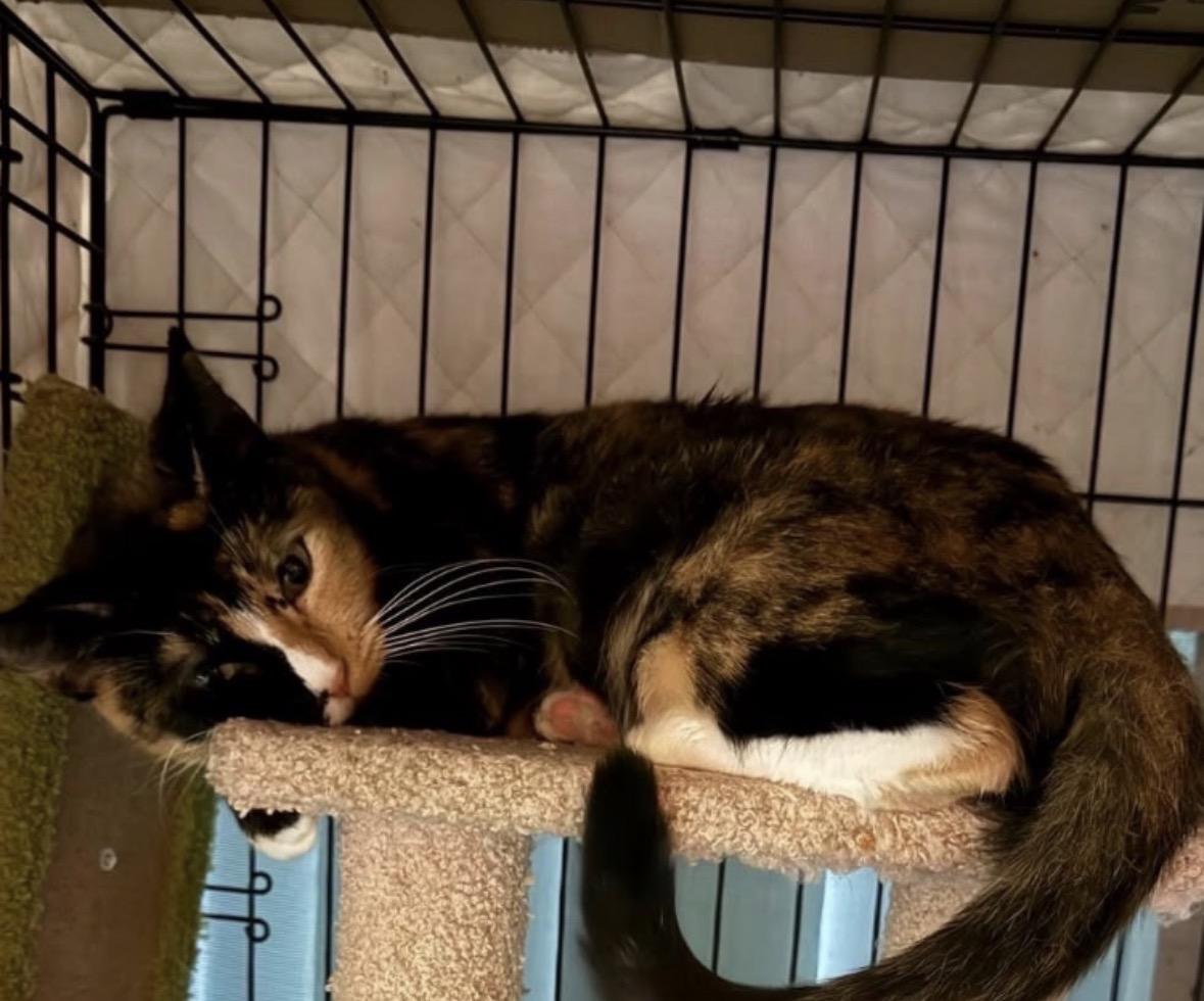 Enlarge Penelope, an adopted Tortoiseshell in Huntington Beach, CA image 1/1
