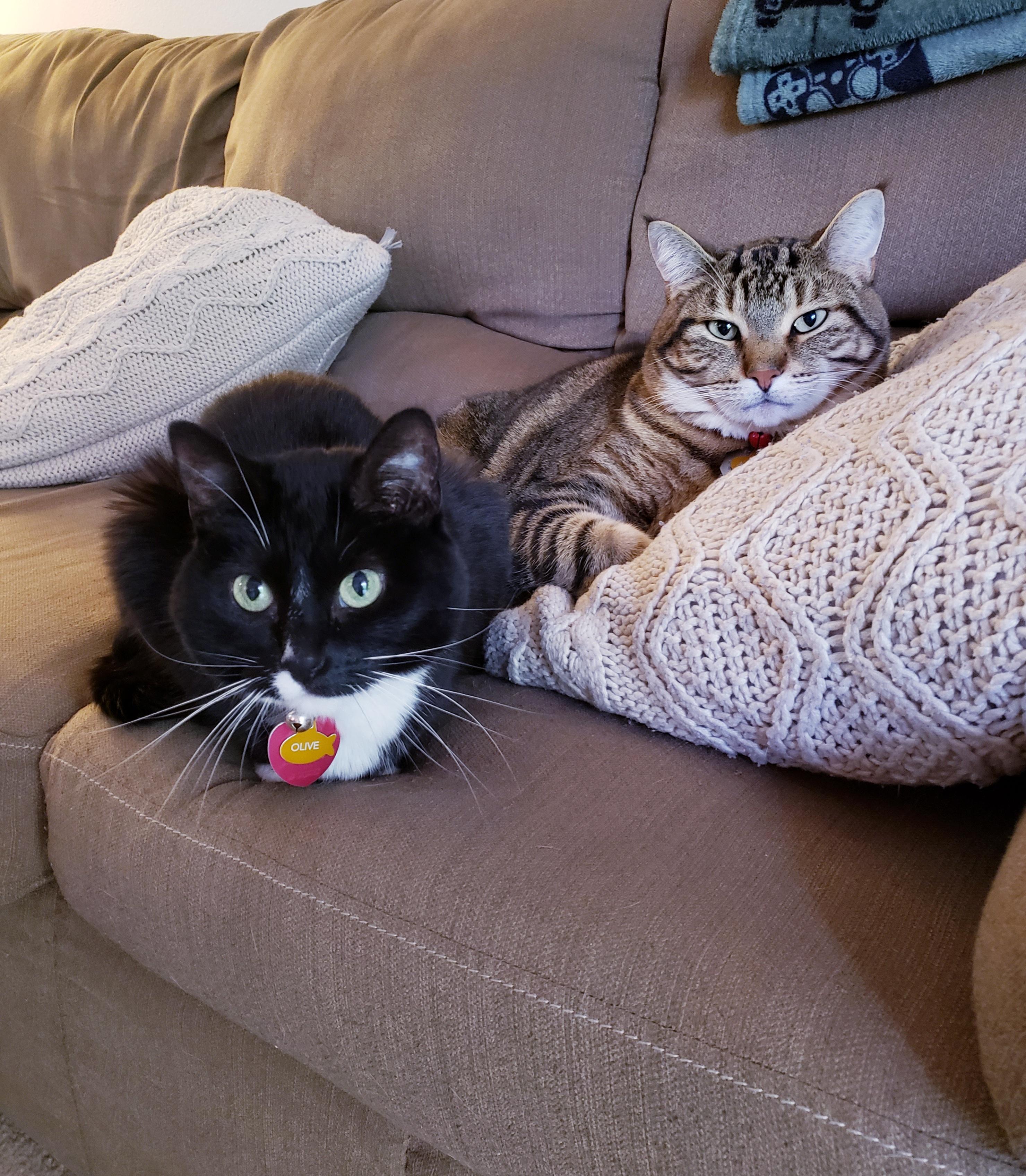 Olive & Milton *Courtesy Post*, a Adoptable Domestic Short Hair in Kenosha, WI image 1/5