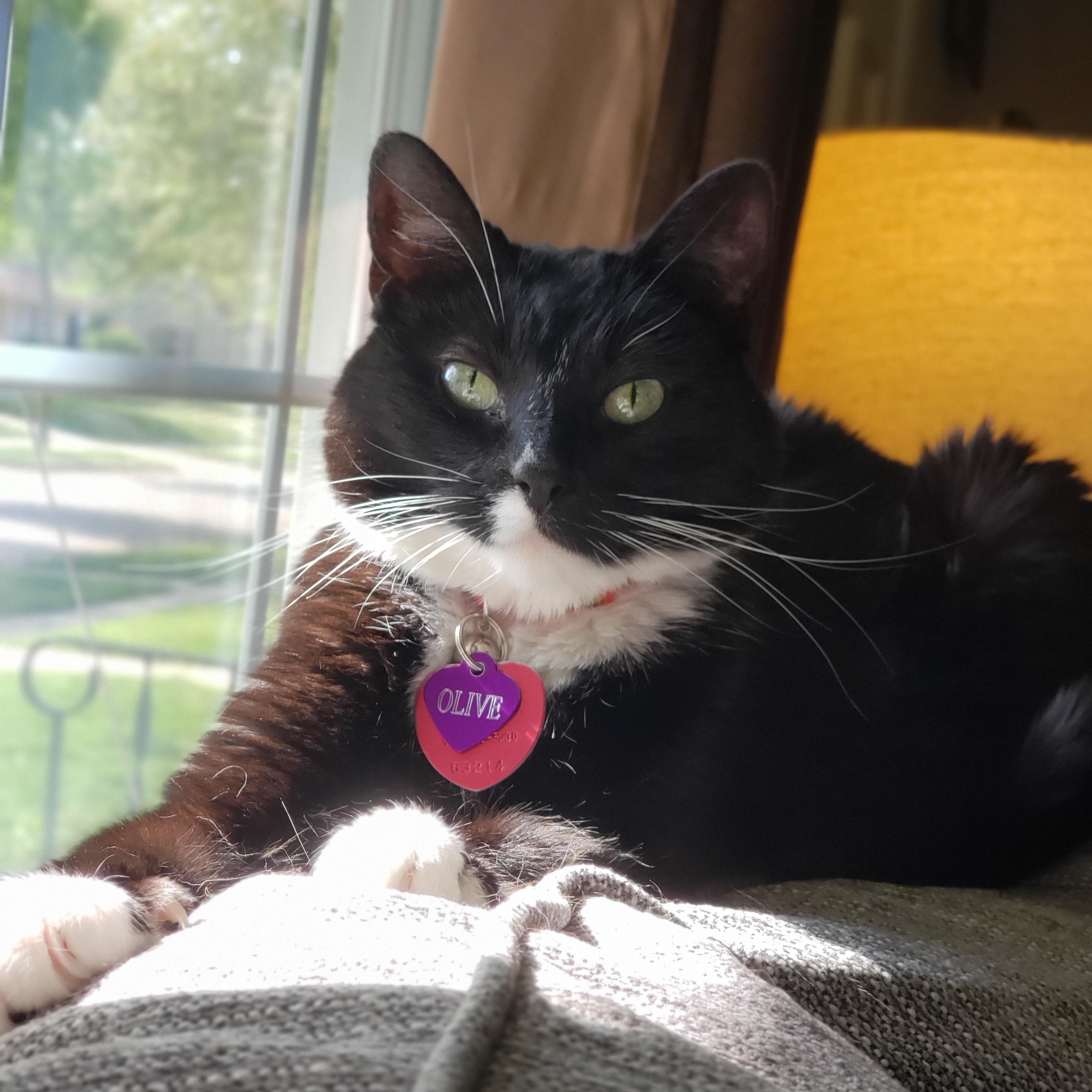 Olive & Milton *Courtesy Post*, a Adoptable Domestic Short Hair in Kenosha, WI image 2/5