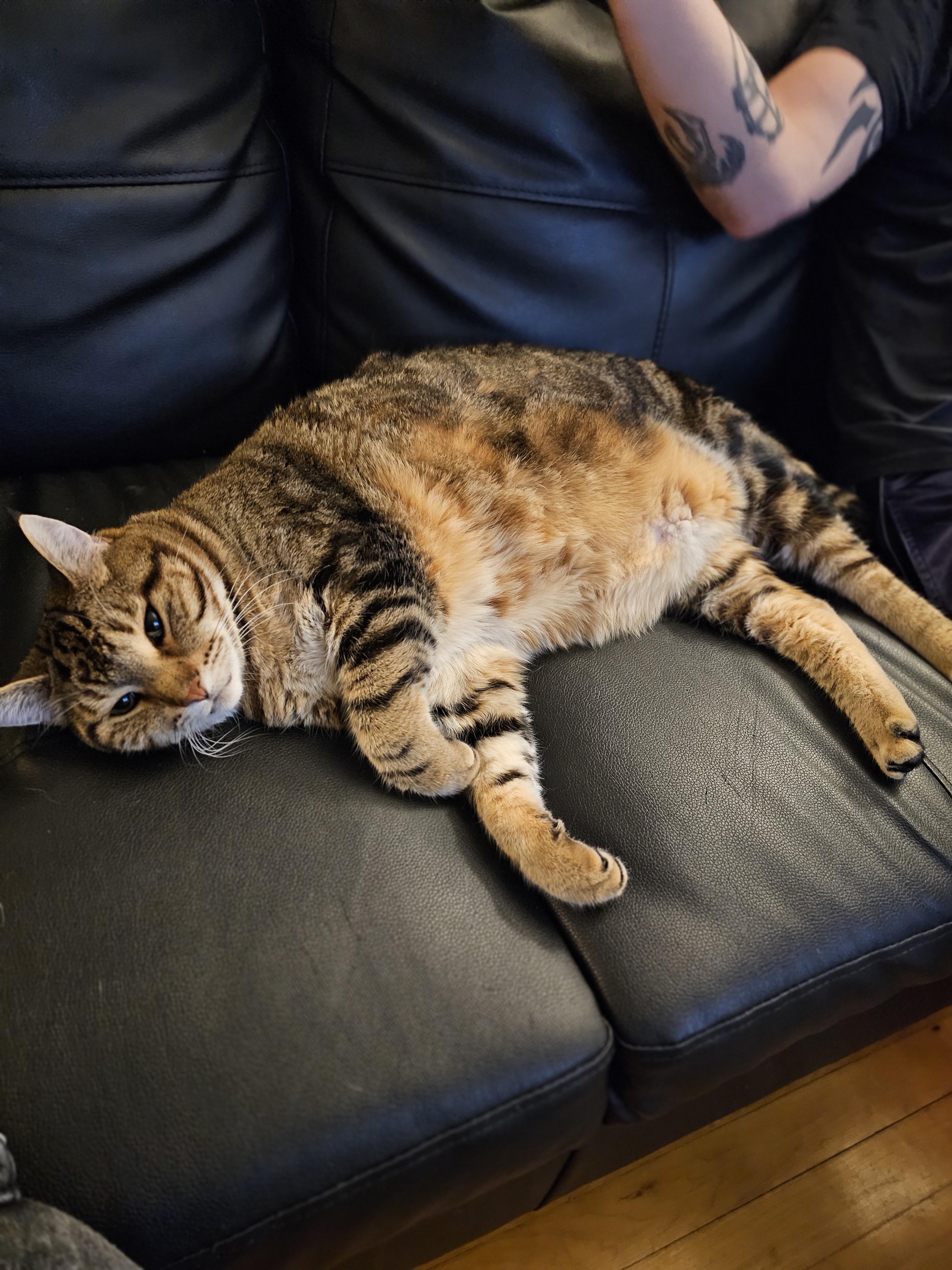 Olive & Milton *Courtesy Post*, a Adoptable Domestic Short Hair in Kenosha, WI image 5/5