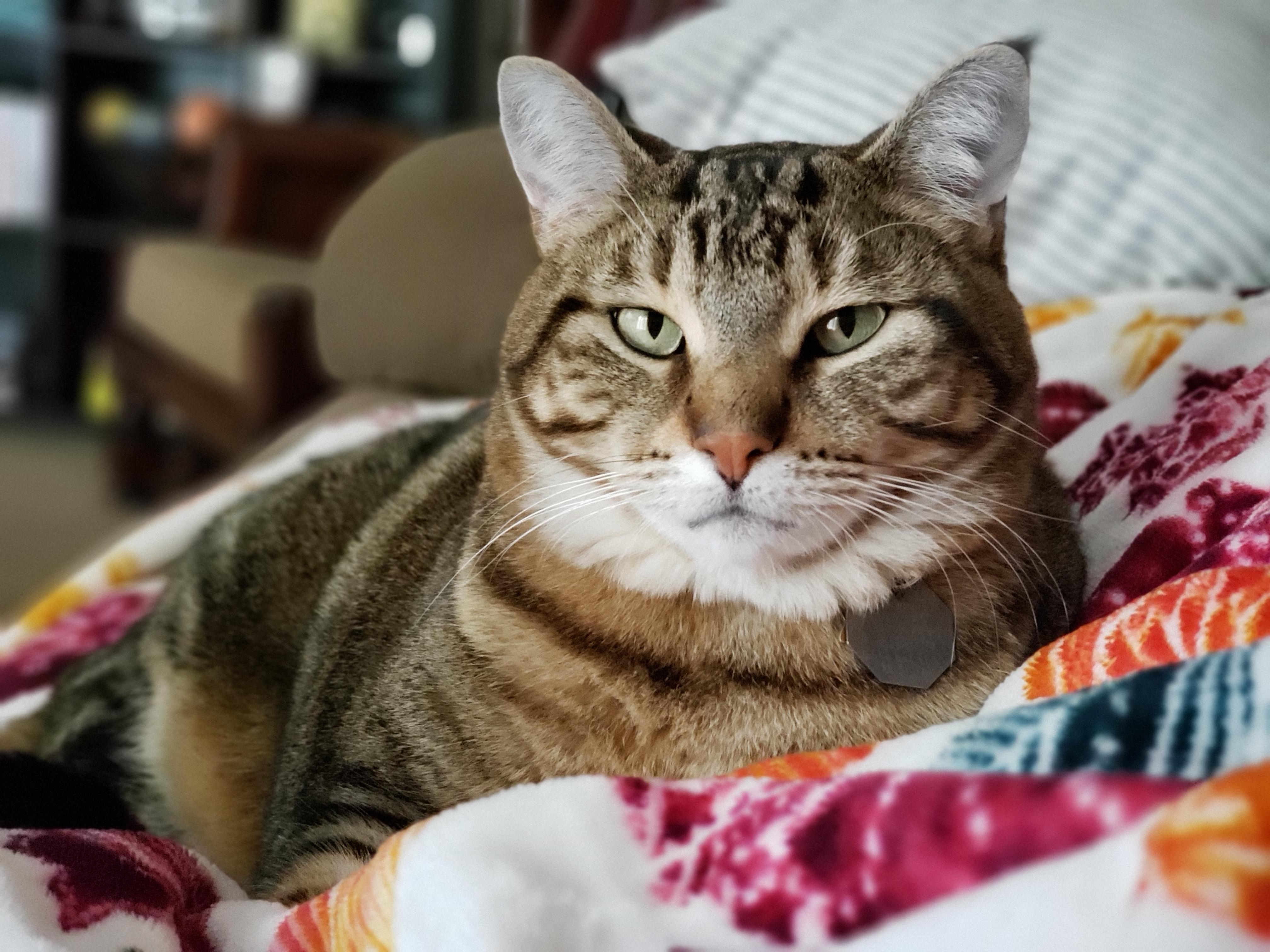 Olive & Milton *Courtesy Post*, a Adoptable Domestic Short Hair in Kenosha, WI image 3/5