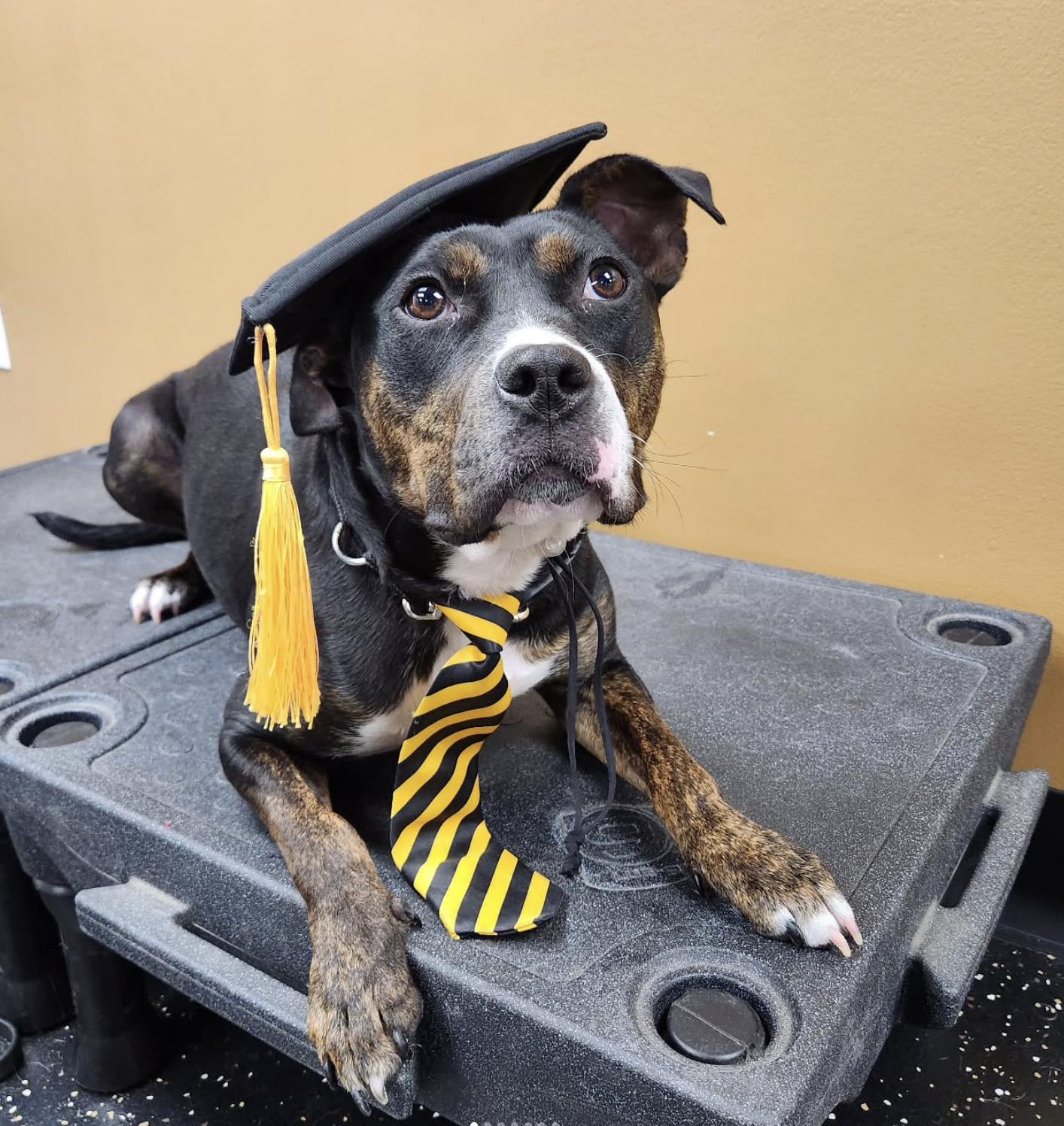 Ginny G, Adoptable, Young Female Pit Bull Terrier & Rottweiler.