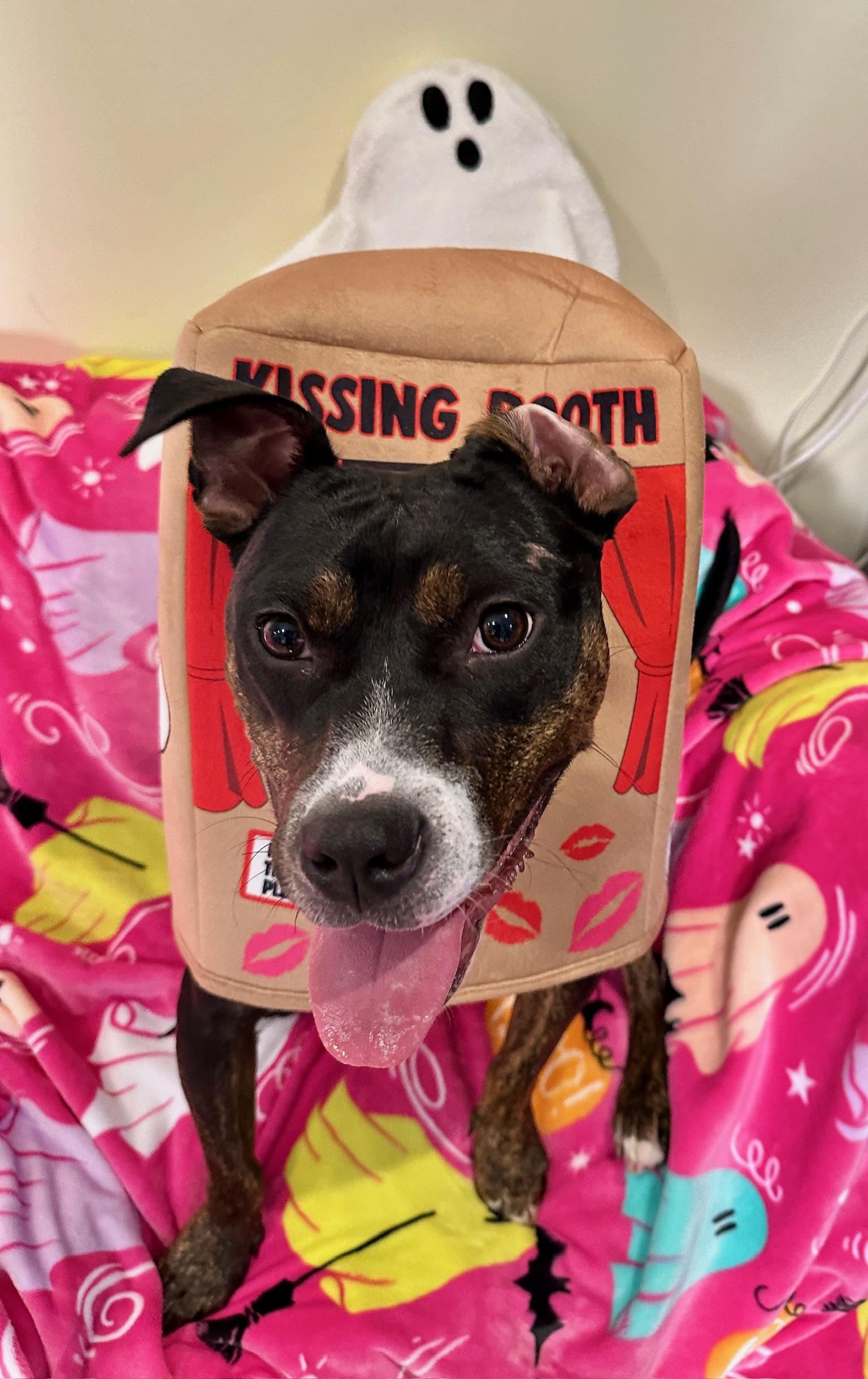 Enlarge Ginny G, a Adoptable mixed breed in chevy chase, MD image 3/6