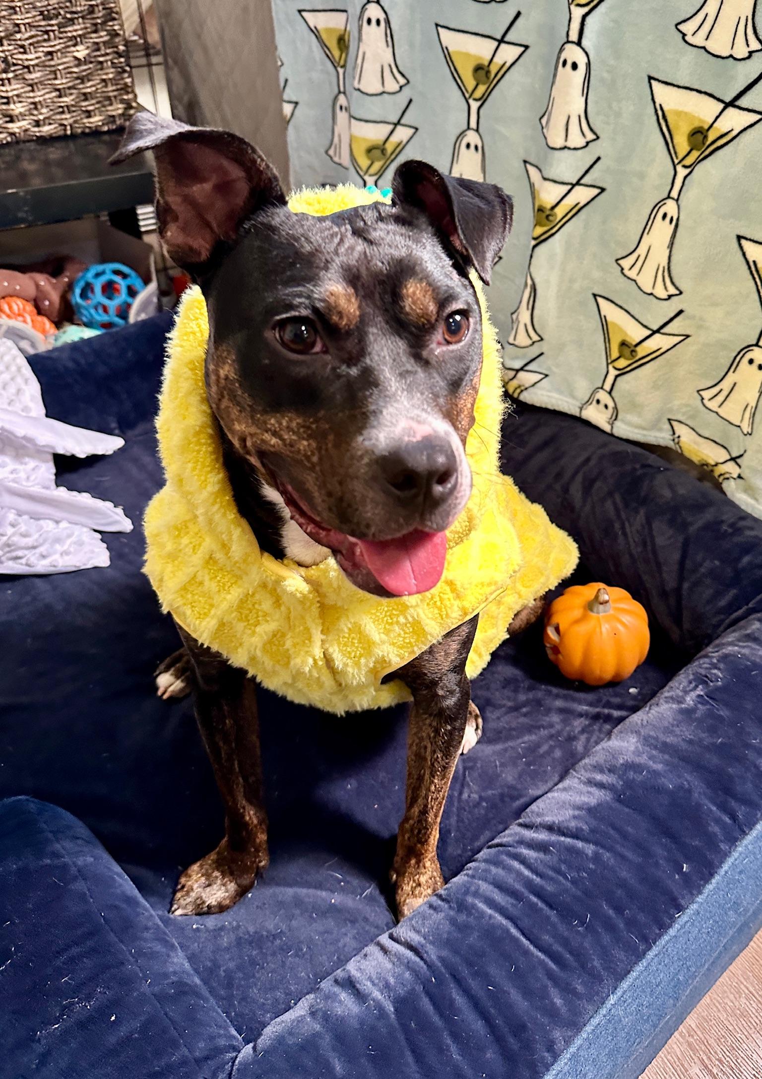 Enlarge Ginny G, a Adoptable mixed breed in chevy chase, MD image 4/6