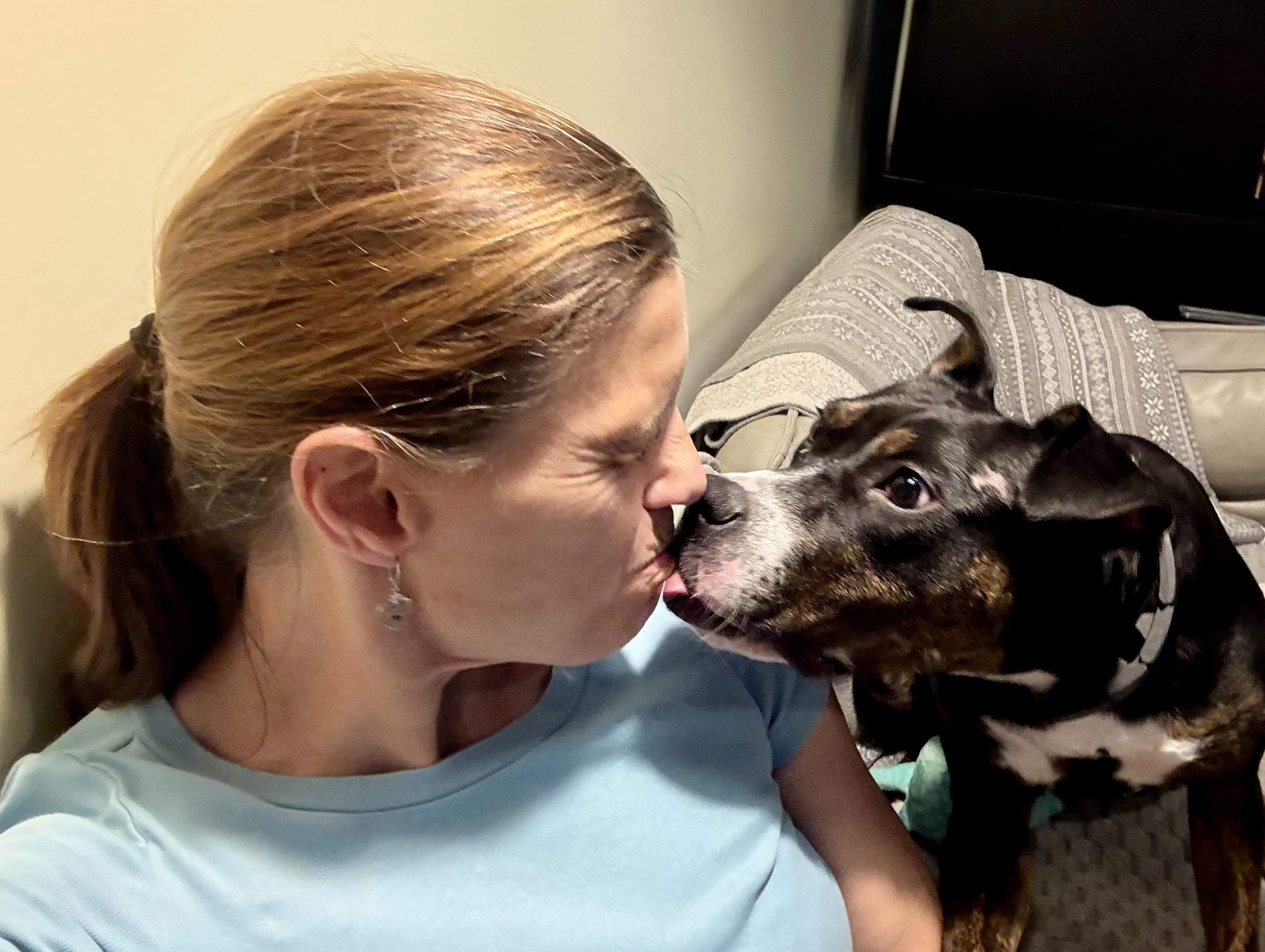 Enlarge Ginny G, a Adoptable mixed breed in chevy chase, MD image 5/6