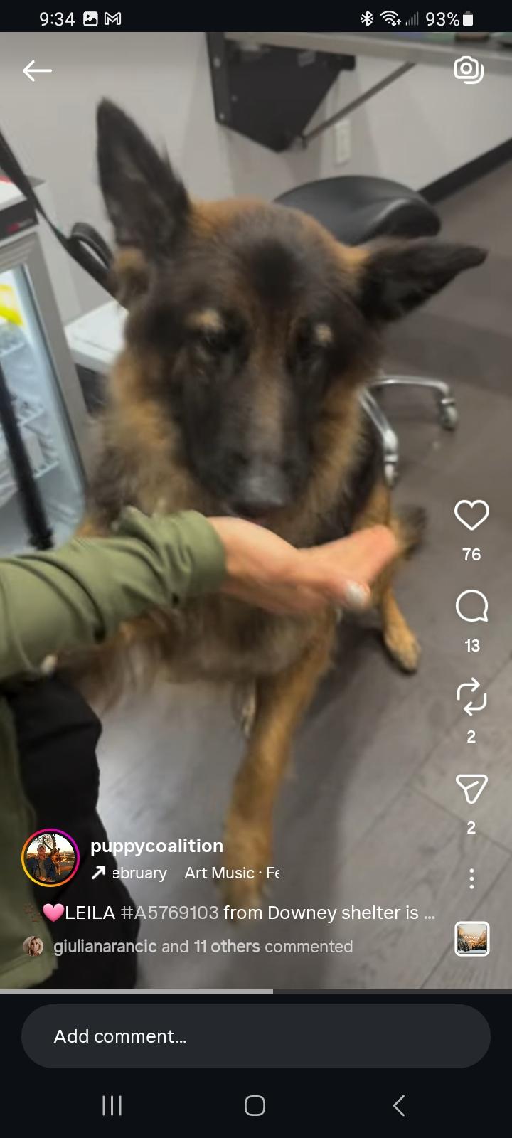 Leila, an adopted German Shepherd Dog in Brookfield, CT image 1/4