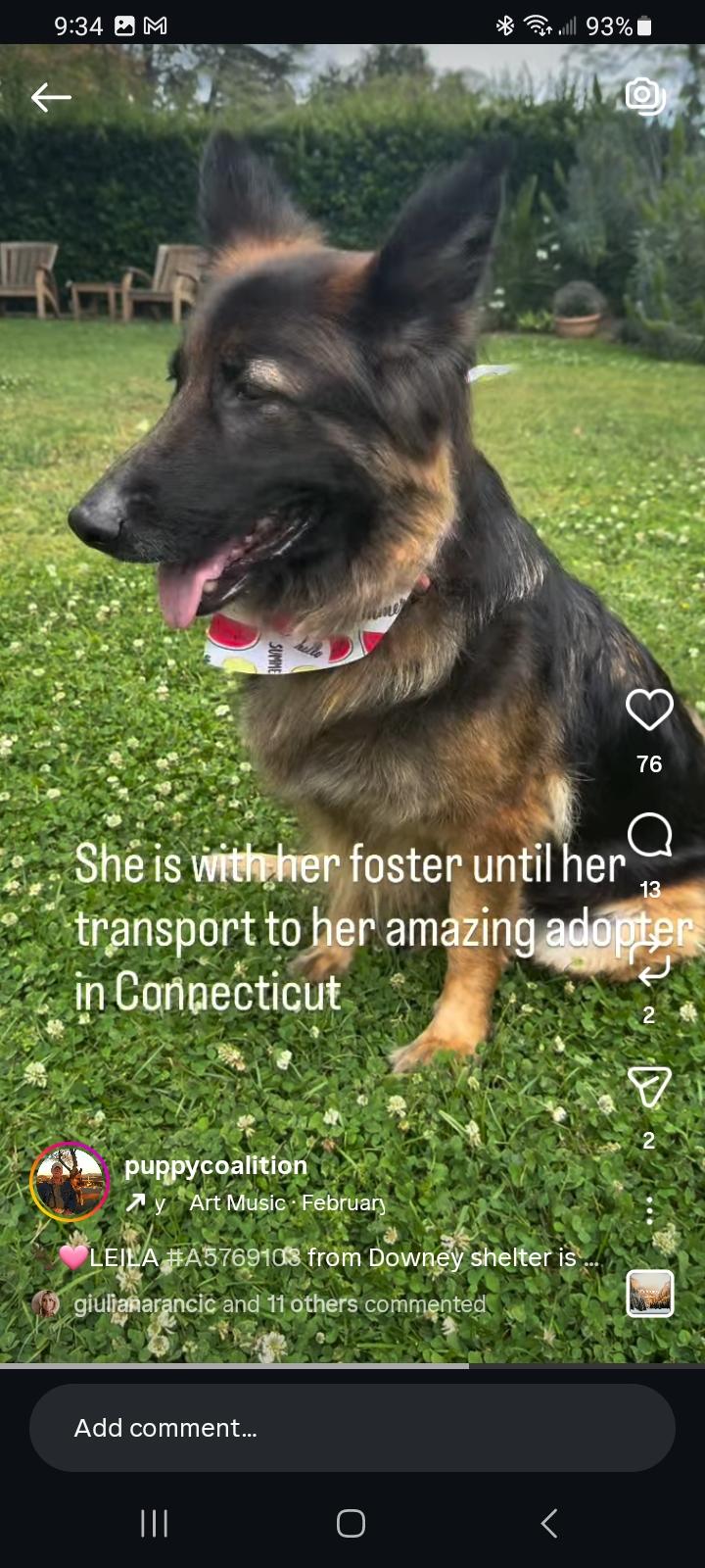 Leila, an adopted German Shepherd Dog in Brookfield, CT image 3/4