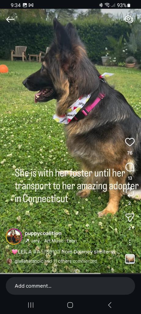Leila, an adopted German Shepherd Dog in Brookfield, CT image 4/4