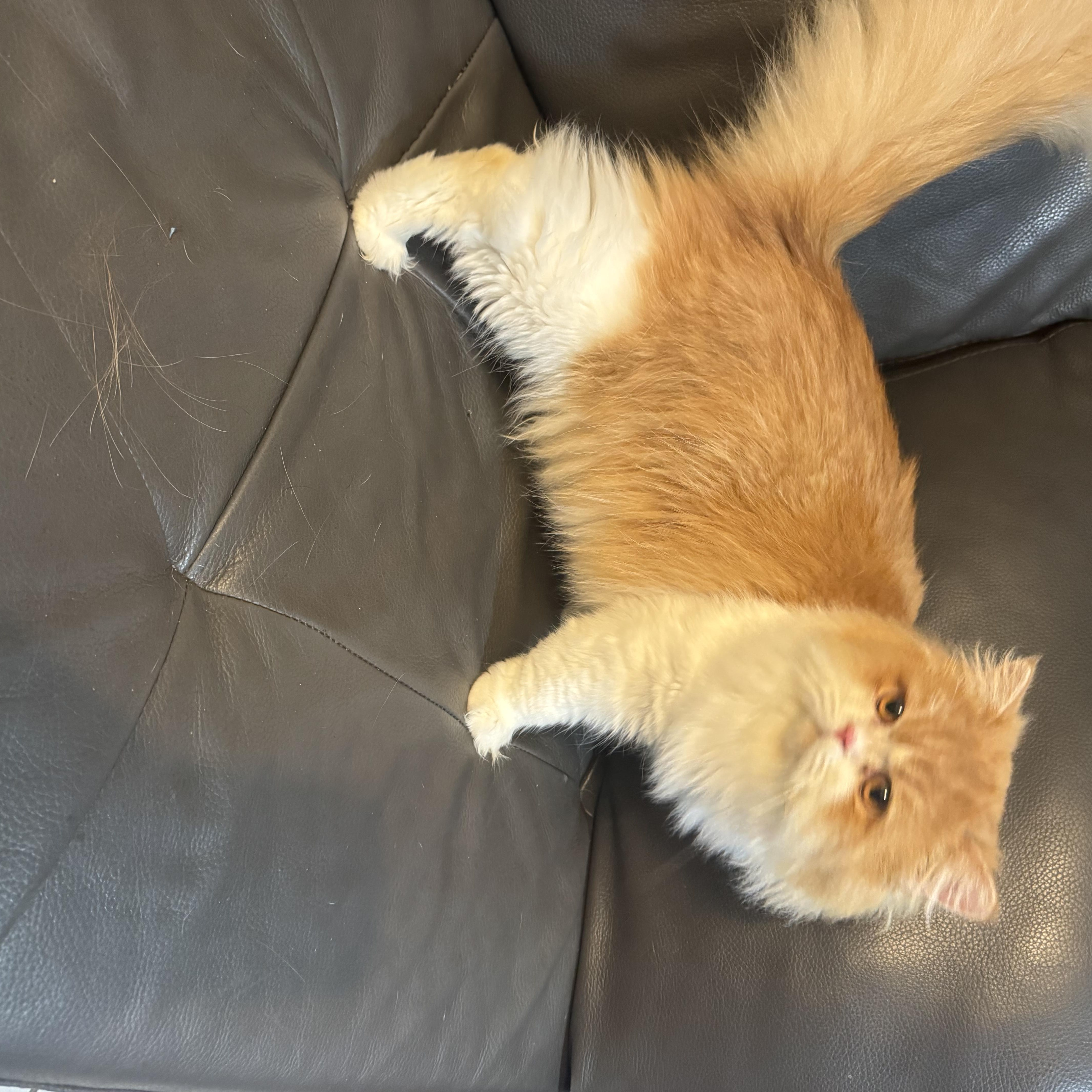 Enlarge Chanel & Louis Vuitton, a ADOPTABLE Persian in Boston, MA image 5/5