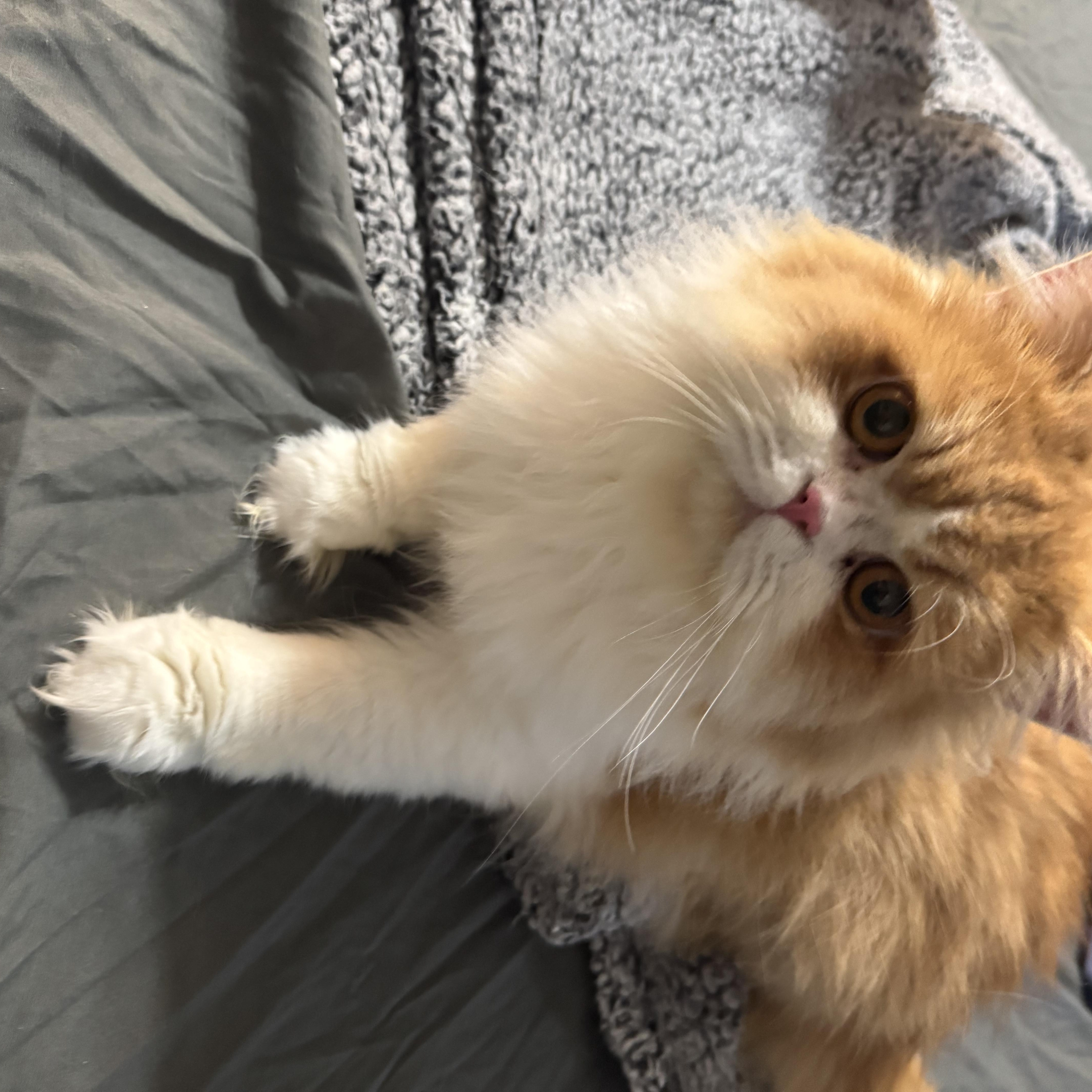 Enlarge Chanel & Louis Vuitton, a ADOPTABLE Persian in Boston, MA image 4/5