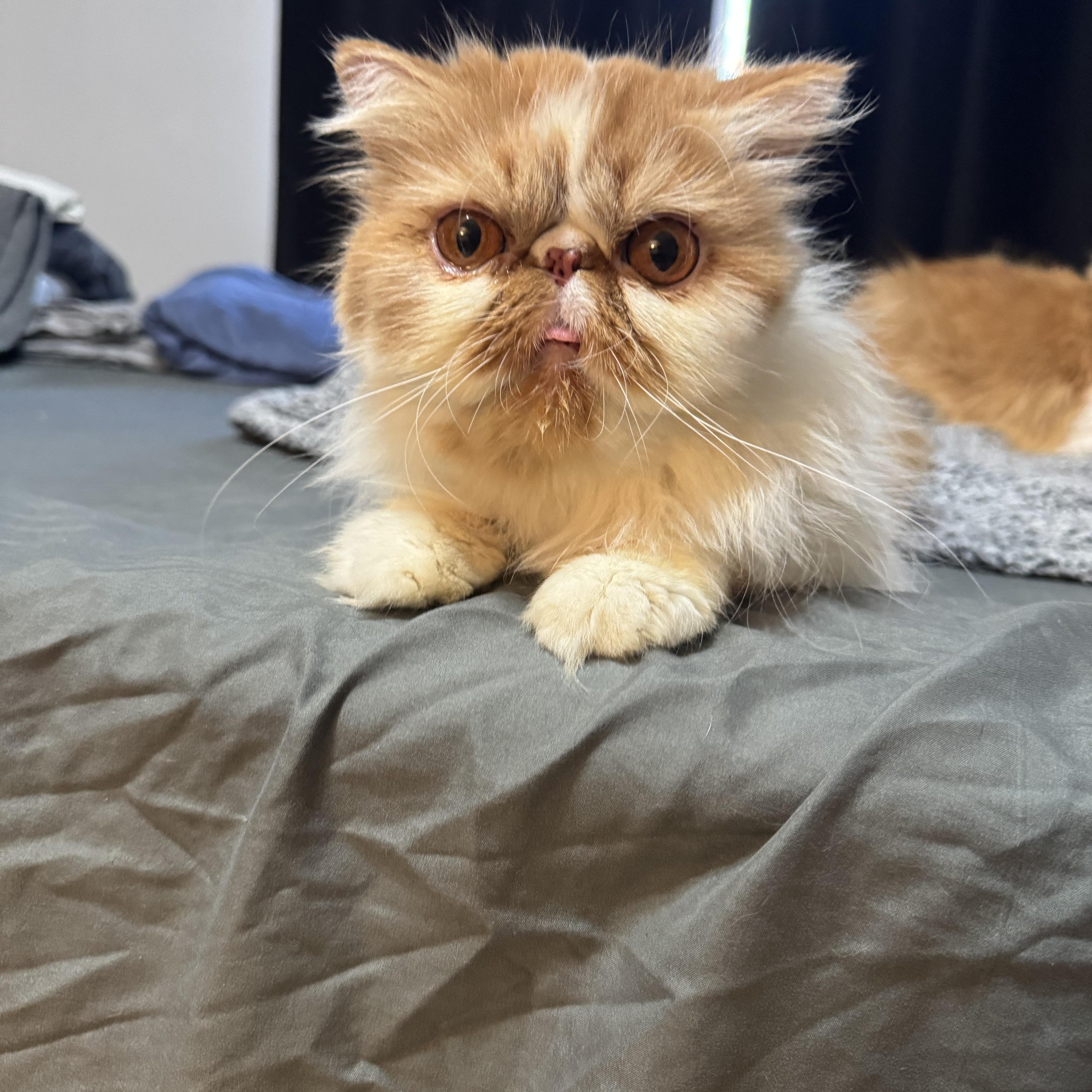 Enlarge Chanel & Louis Vuitton, a ADOPTABLE Persian in Boston, MA image 3/5