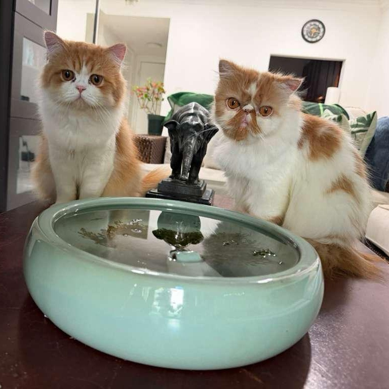 Enlarge Chanel & Louis Vuitton, a ADOPTABLE Persian in Boston, MA image 1/5