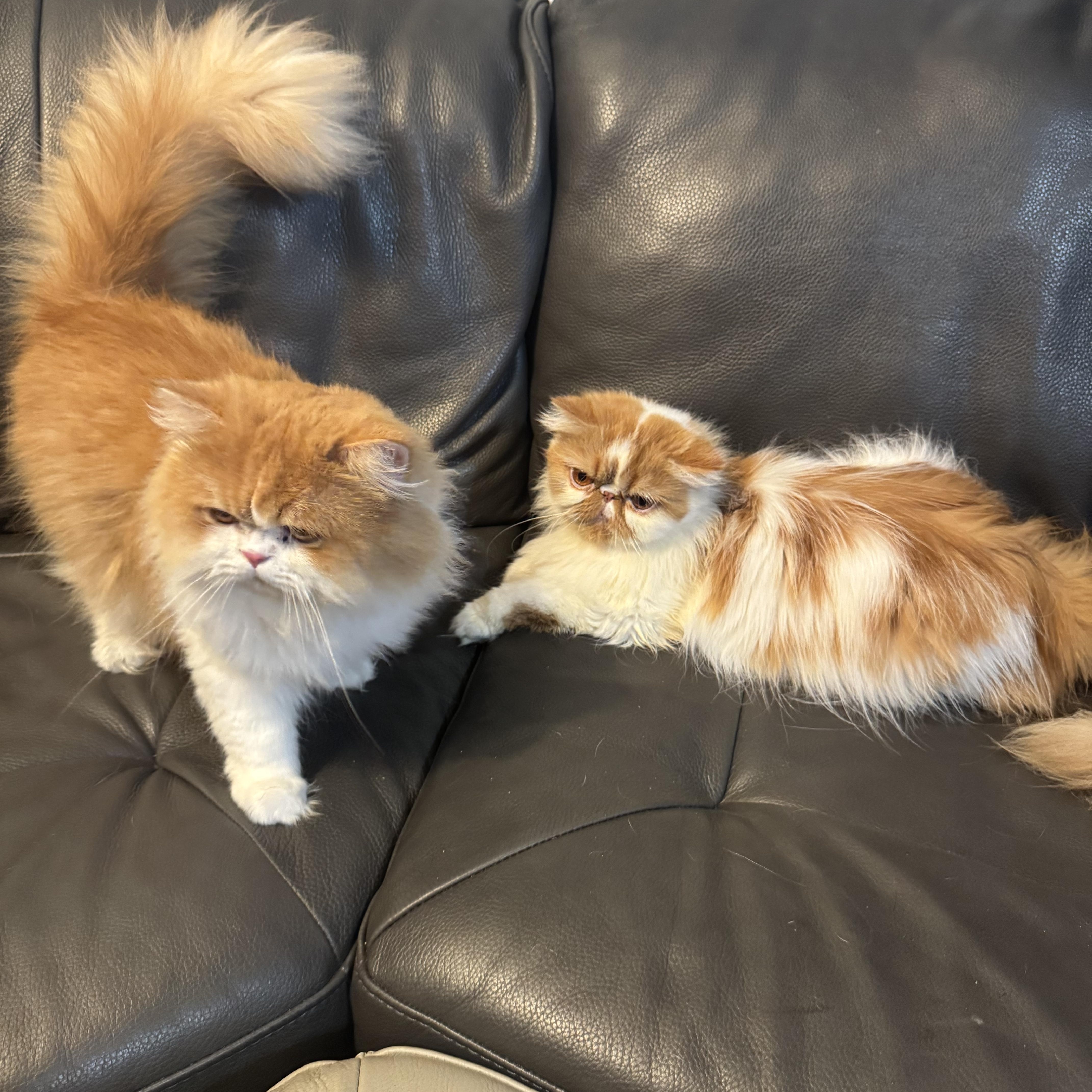 Enlarge Chanel & Louis Vuitton, a ADOPTABLE Persian in Boston, MA image 2/5