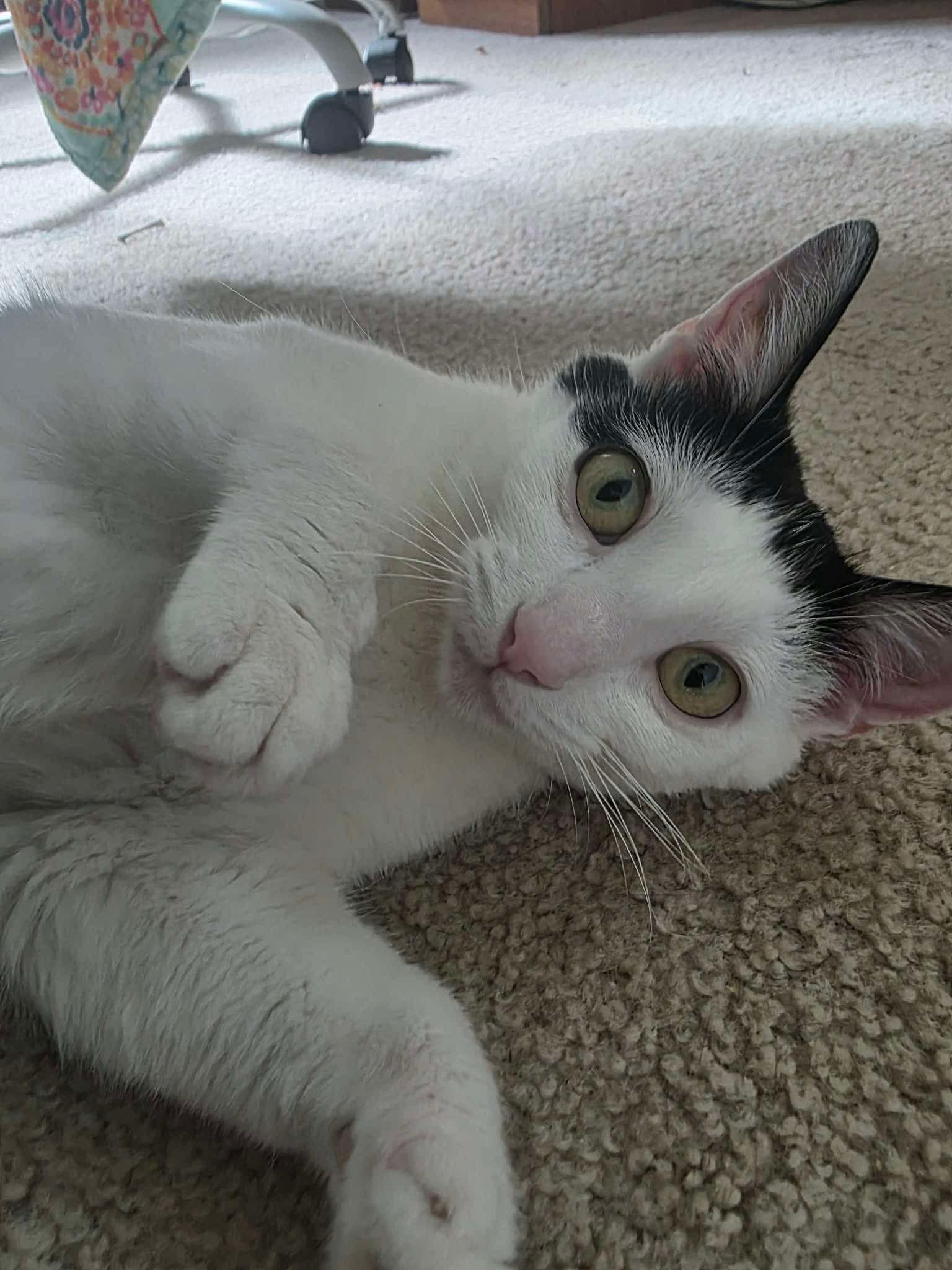 Enlarge Stevie, a Adoptable Domestic Short Hair in East Lansing, MI image 2/2