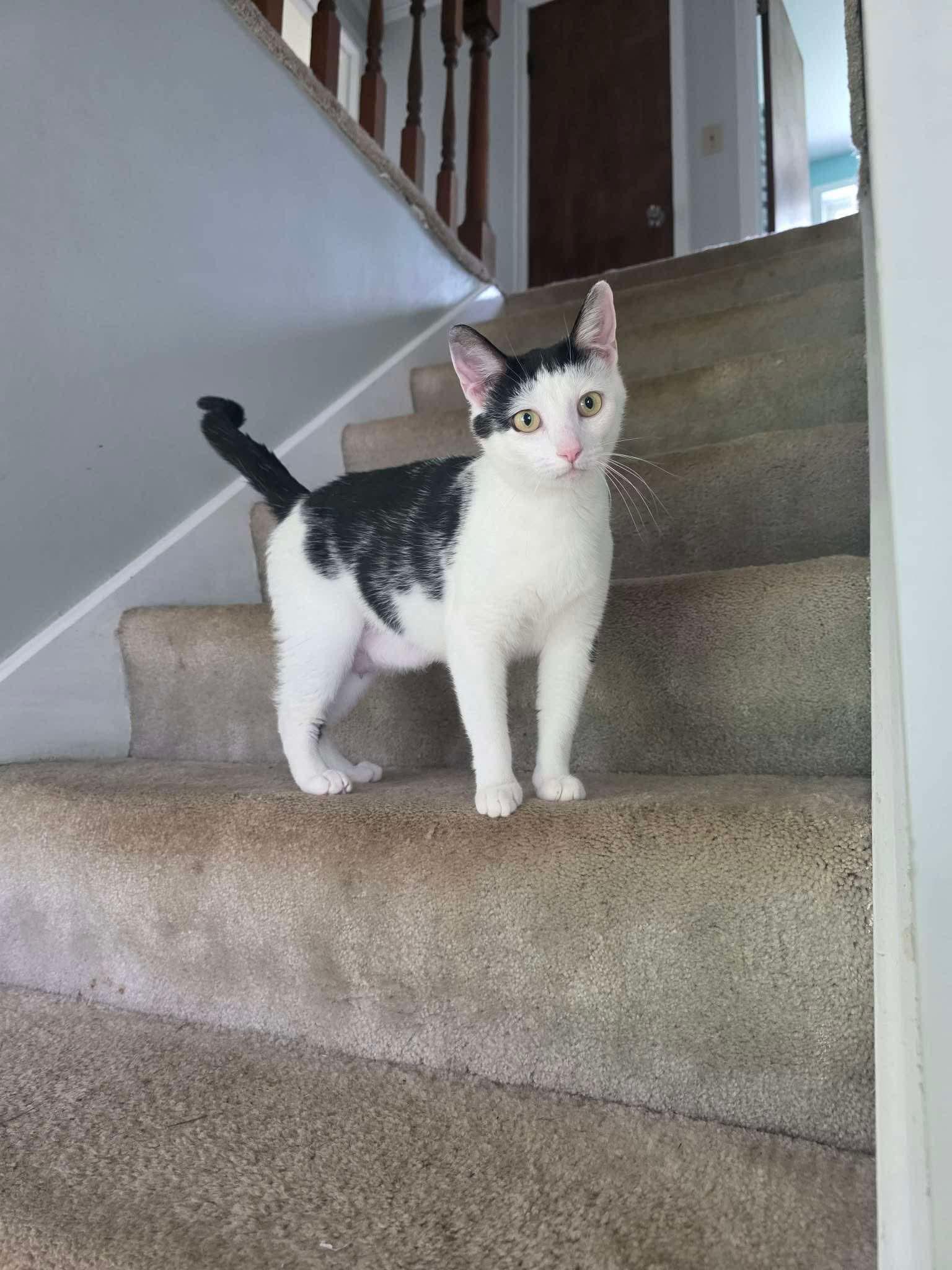 Enlarge Stevie, a Adoptable Domestic Short Hair in East Lansing, MI image 1/2