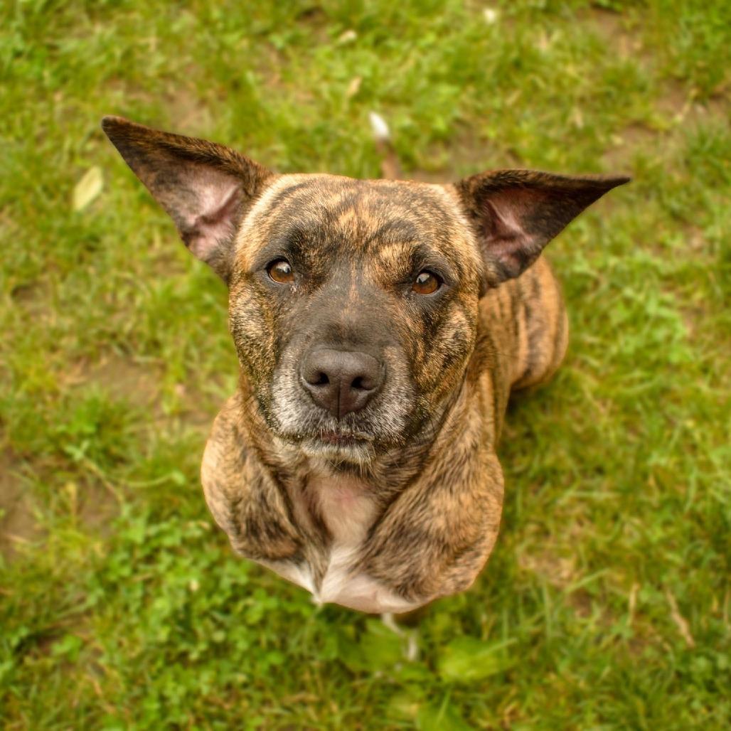 Athena, Adoptable, Adult Female Mixed Breed.